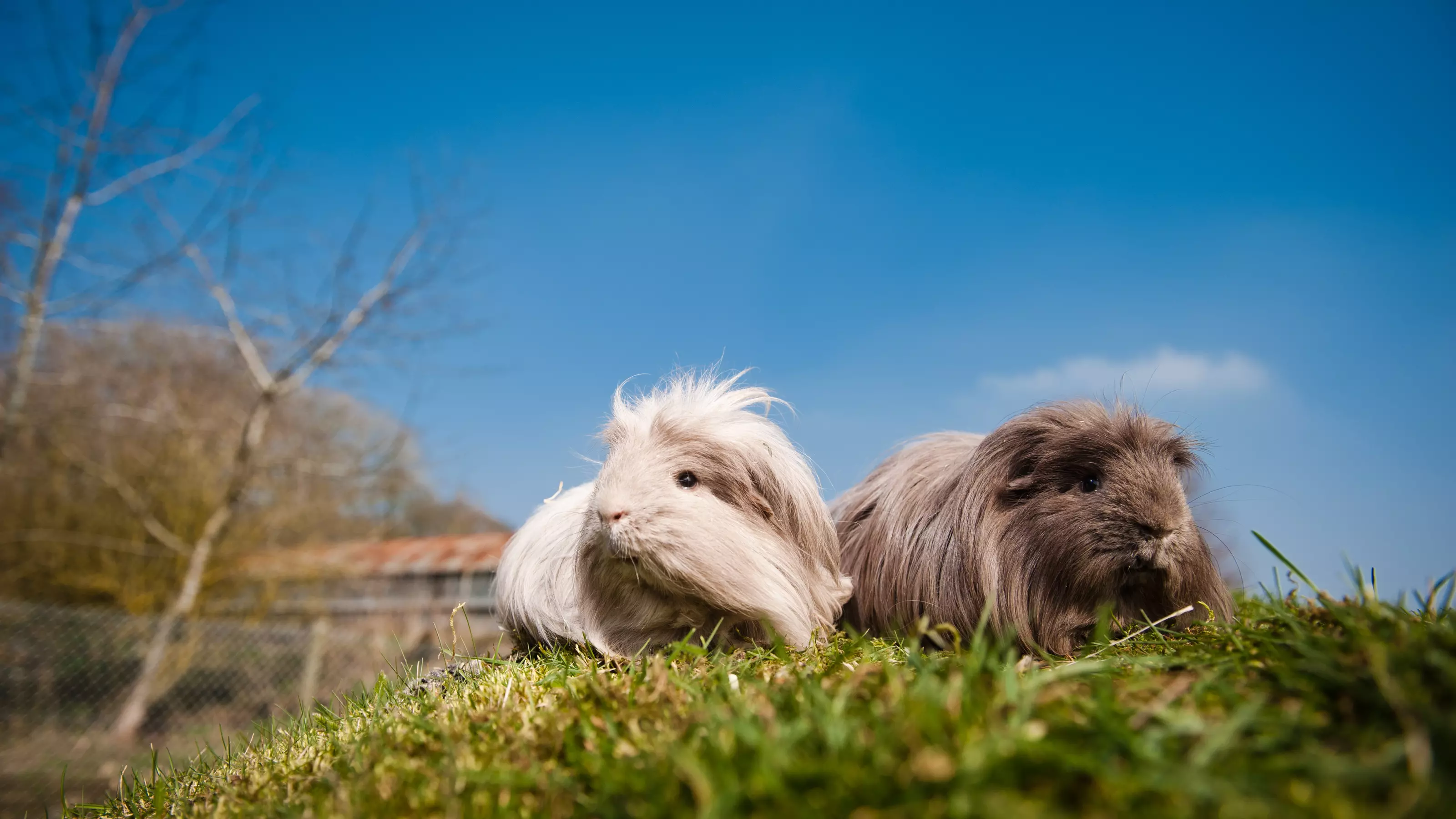 Guinea pig introductions 4