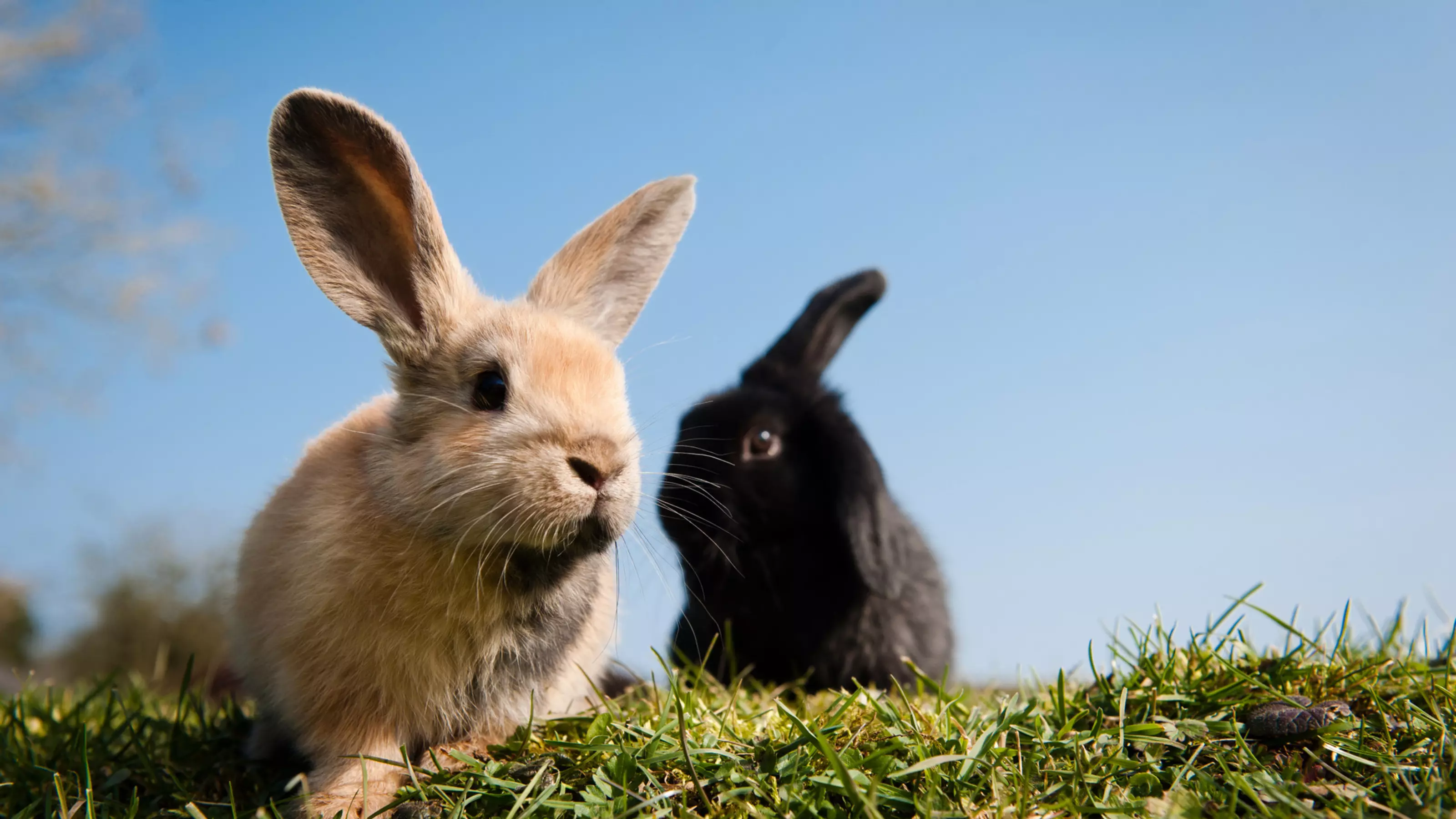 Rabbits Peanut and Brazil Nut from Burford rehoming centre