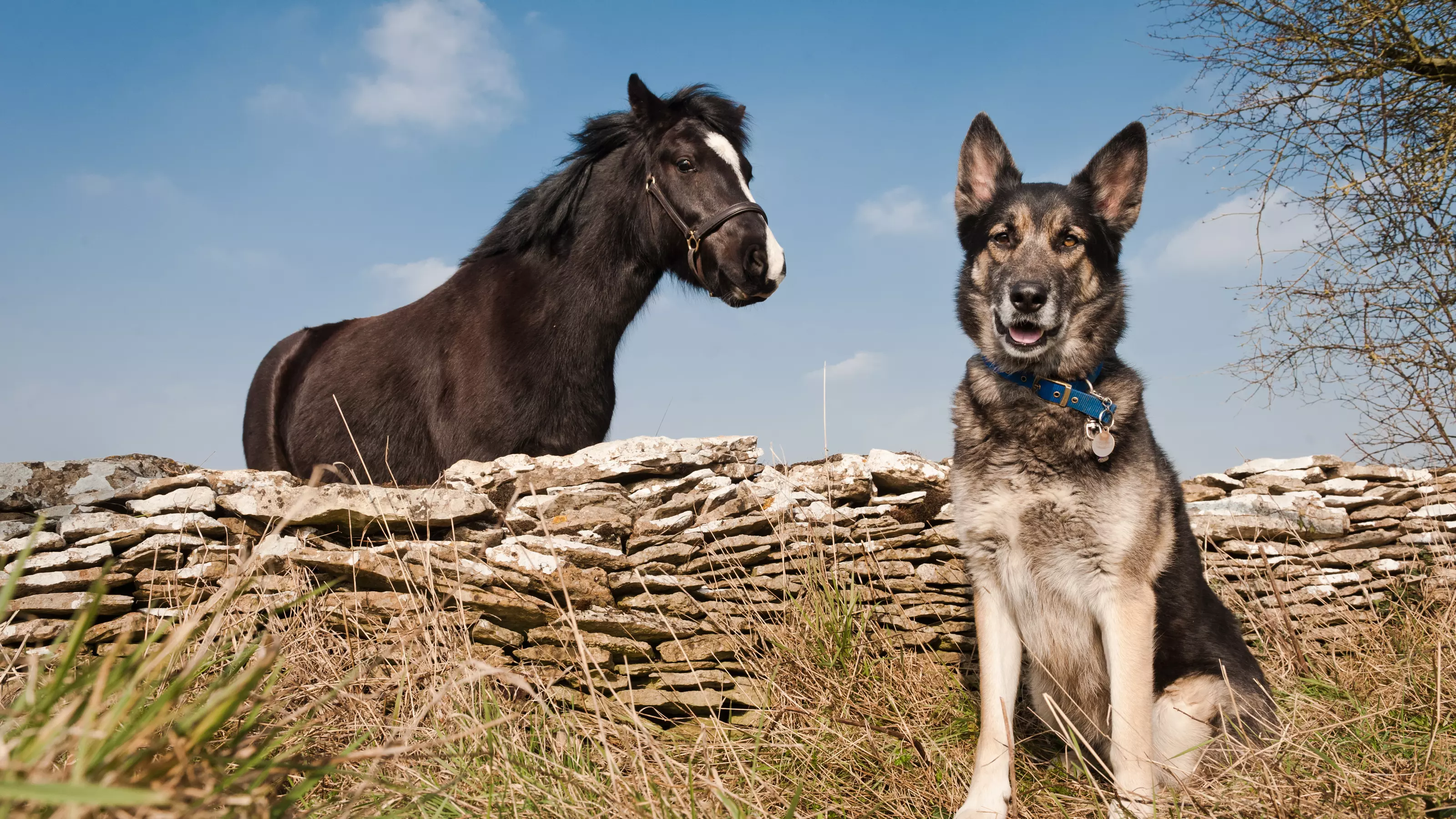 Dog Spud sits in front of pony Tas