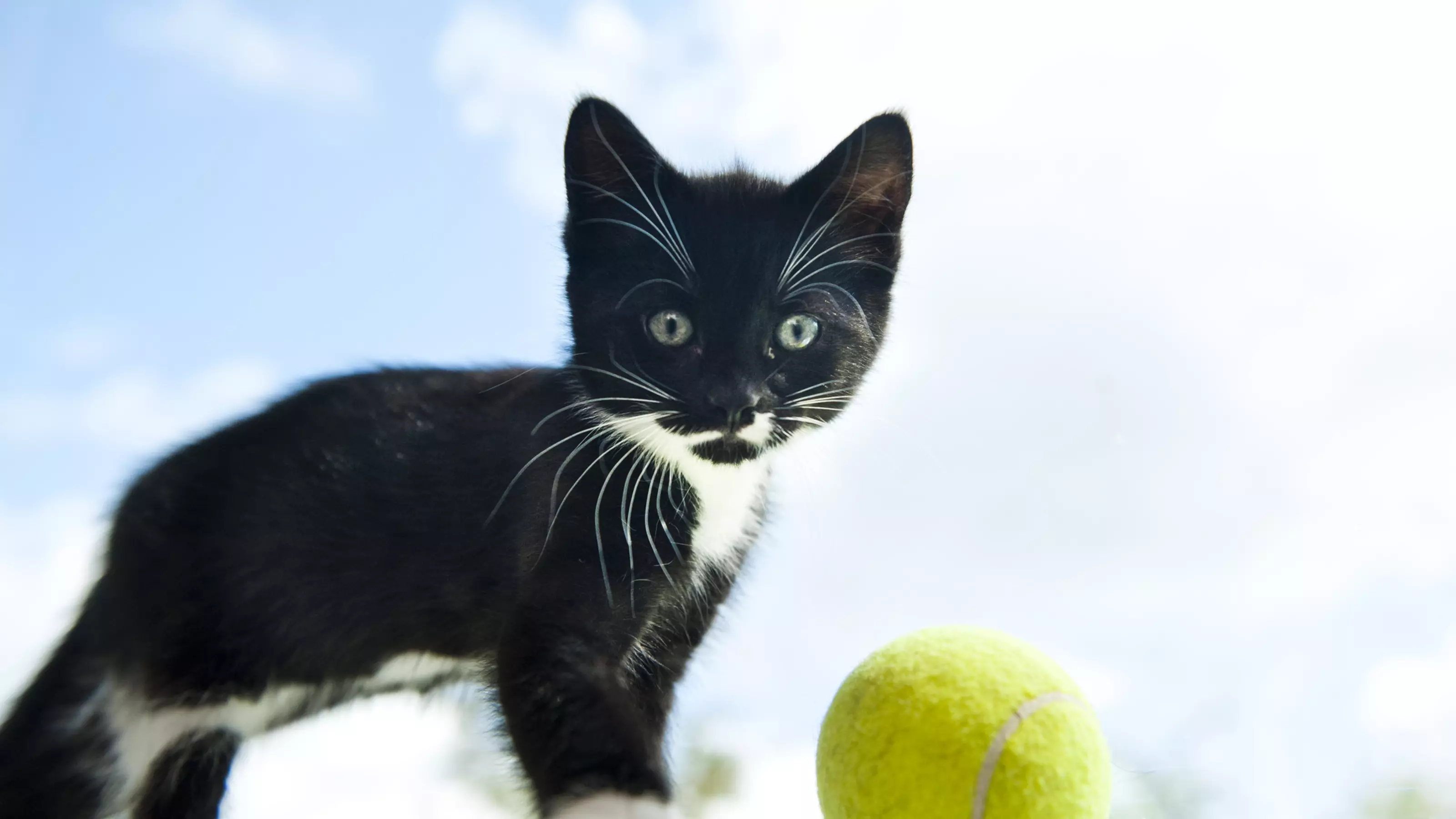 Kitten Hugo at Lewknor adoption centre