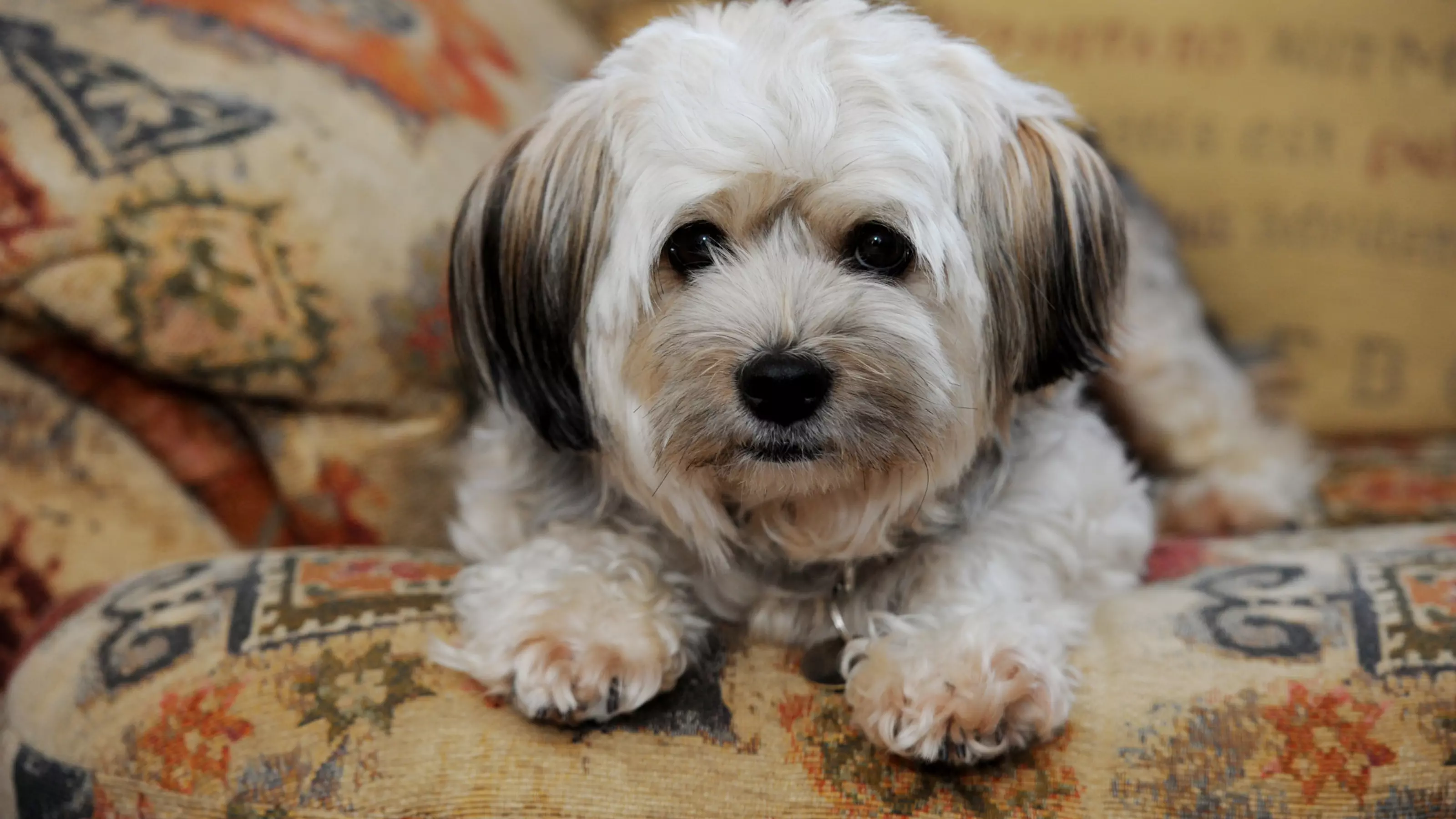 canine epilepsy 4