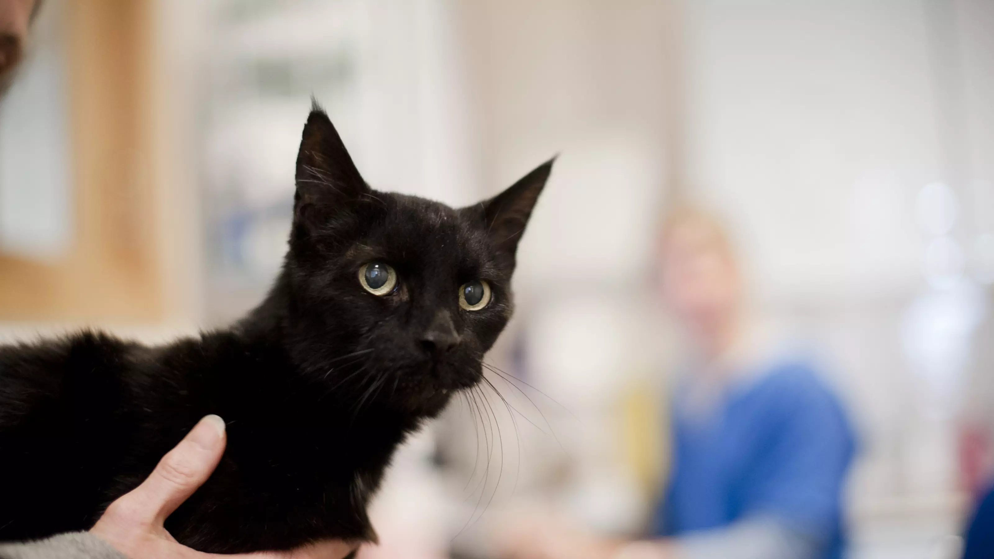 Cat Blobby in clinic at Victoria hospital