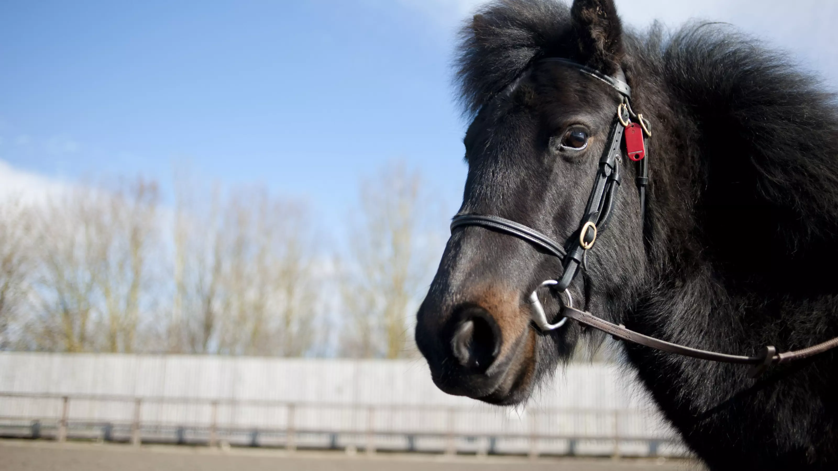 Pony Zara at Burford rehoming centre