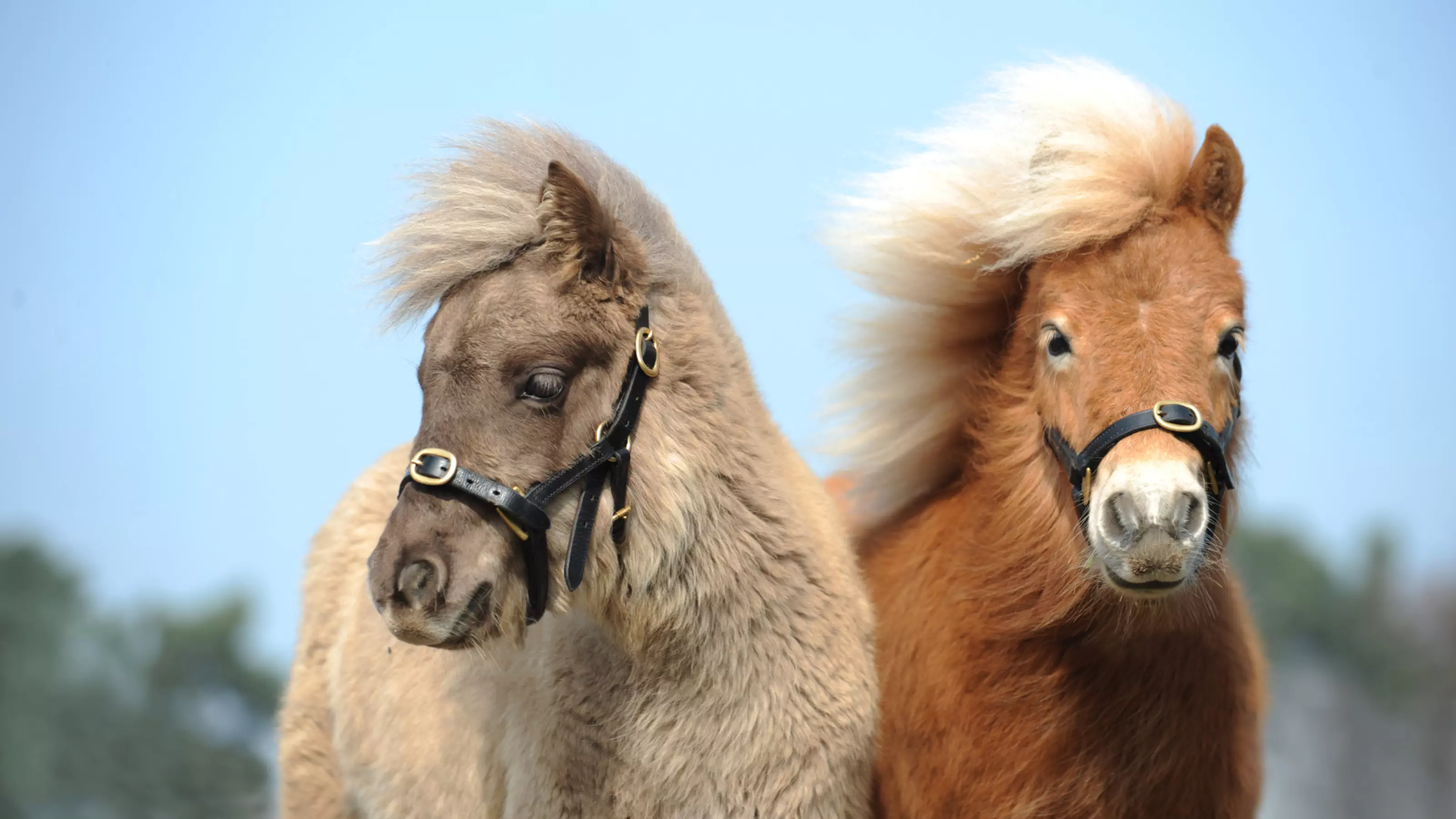 Foals Tinker and Peanut B at Rolleston rehoming centre