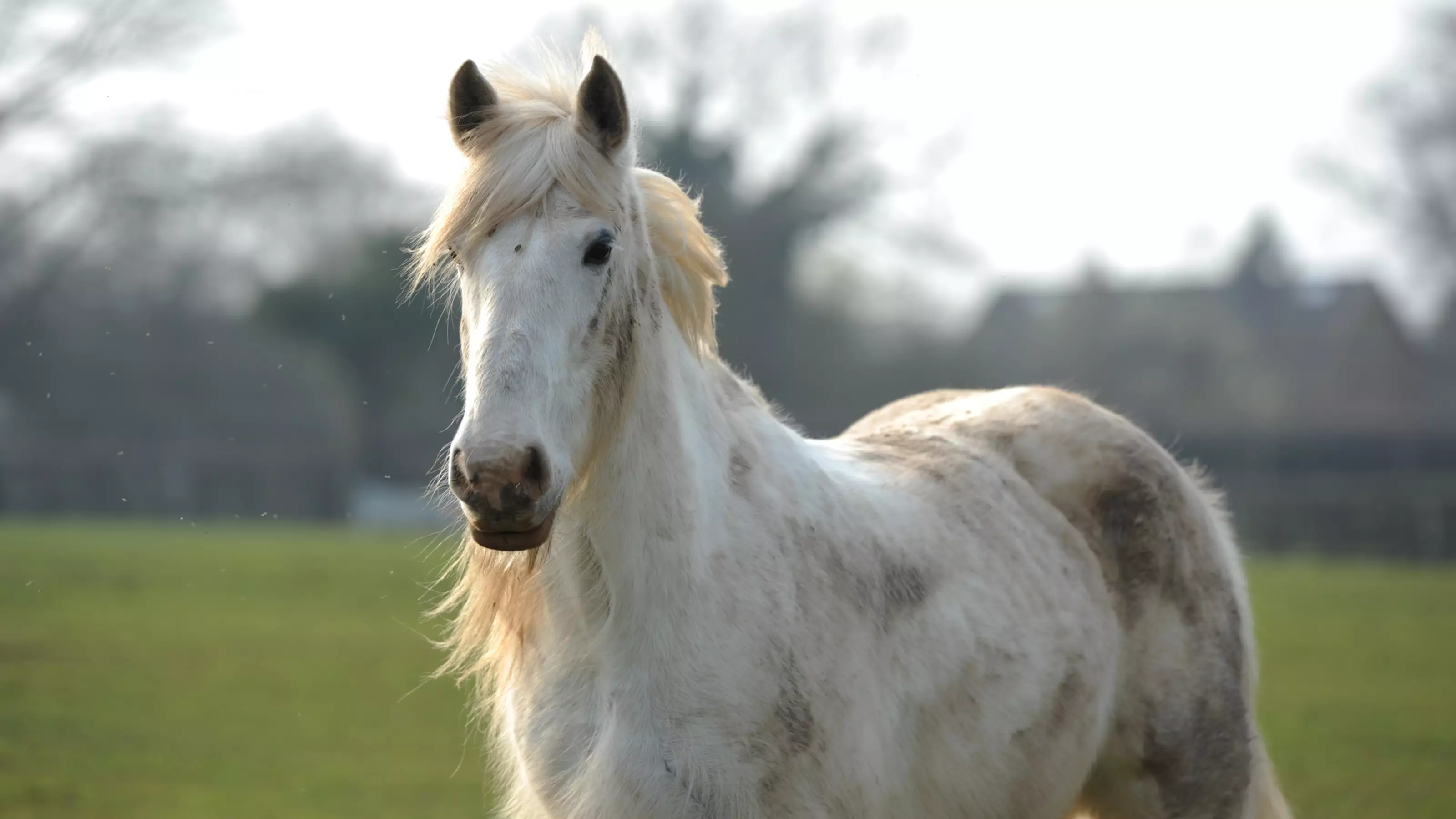 Horse Blue in a paddock at Rolleston rehoming centre