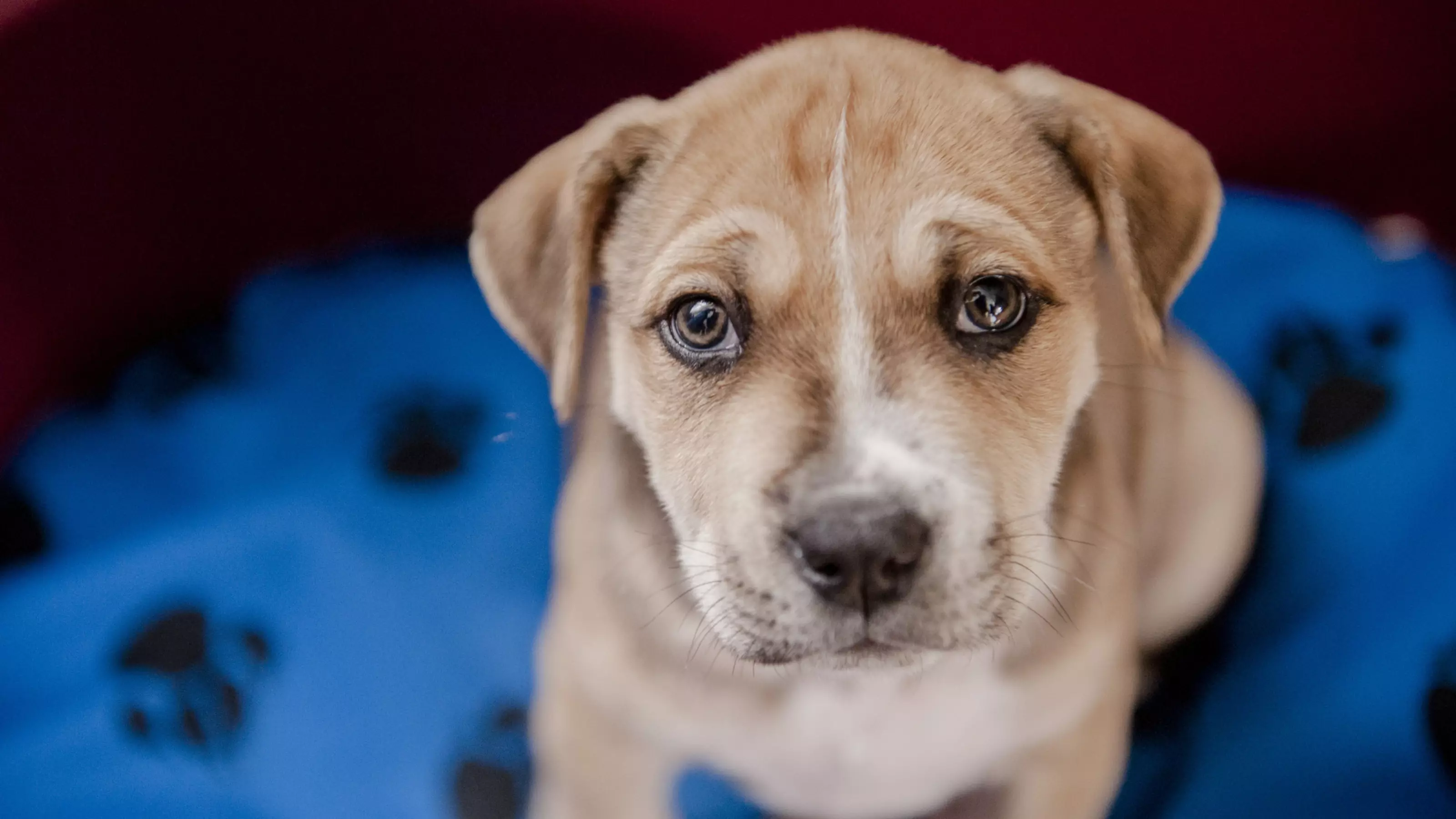 House training your puppy