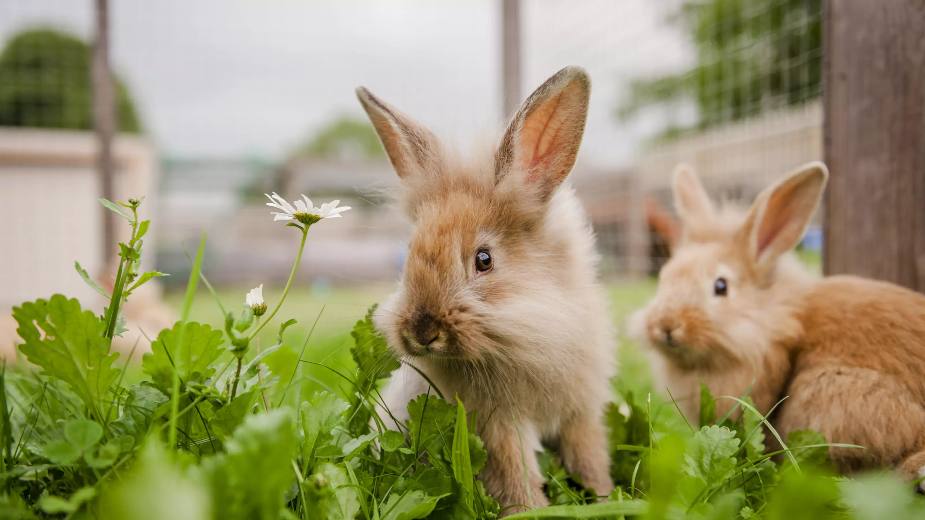 Baby rabbits at Burford rehoming centre