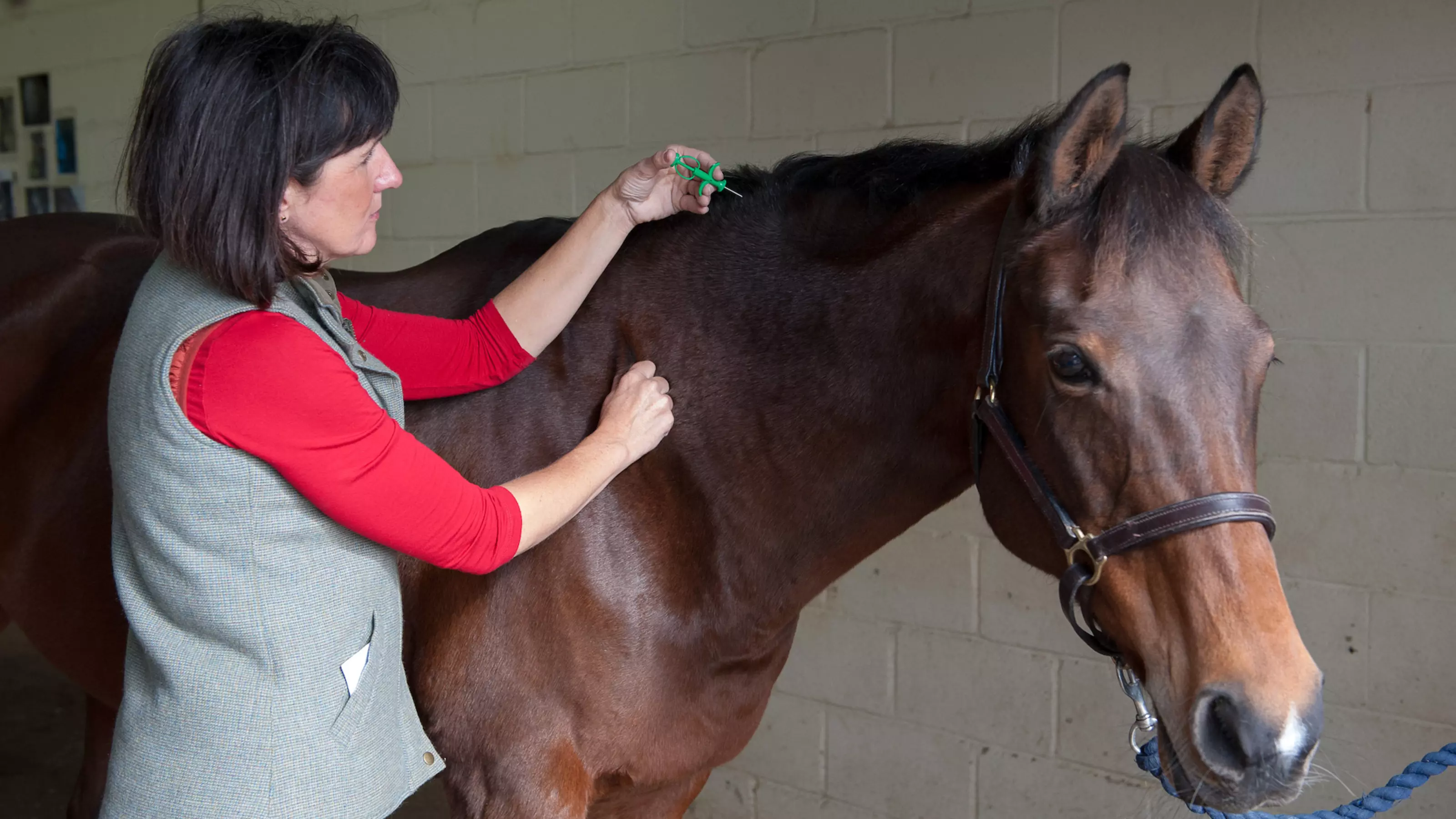 HORSE BLUE CROSS SHOOT 01 OCTOBER 2012