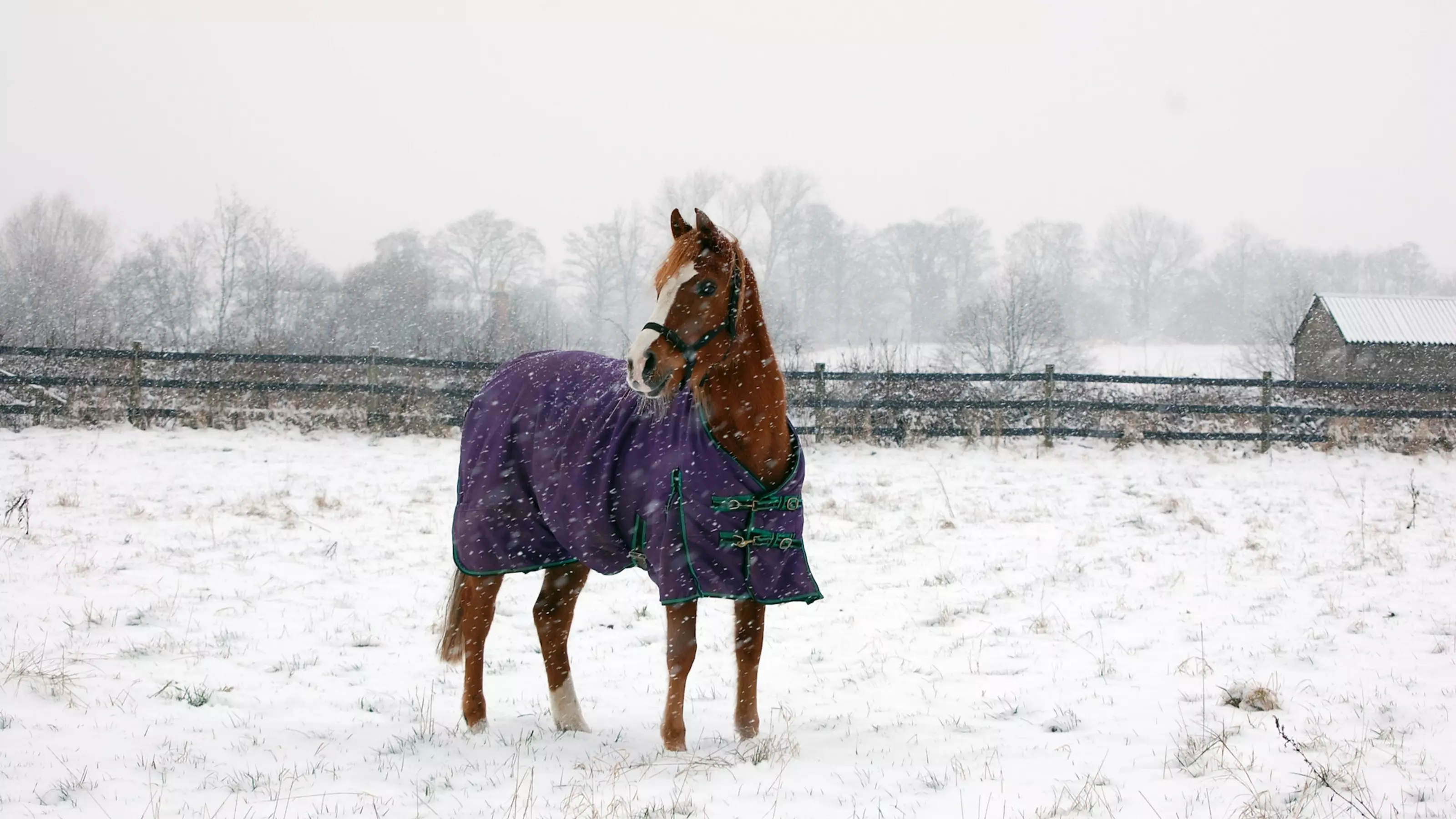 Horse wearing a rug in a snowy field