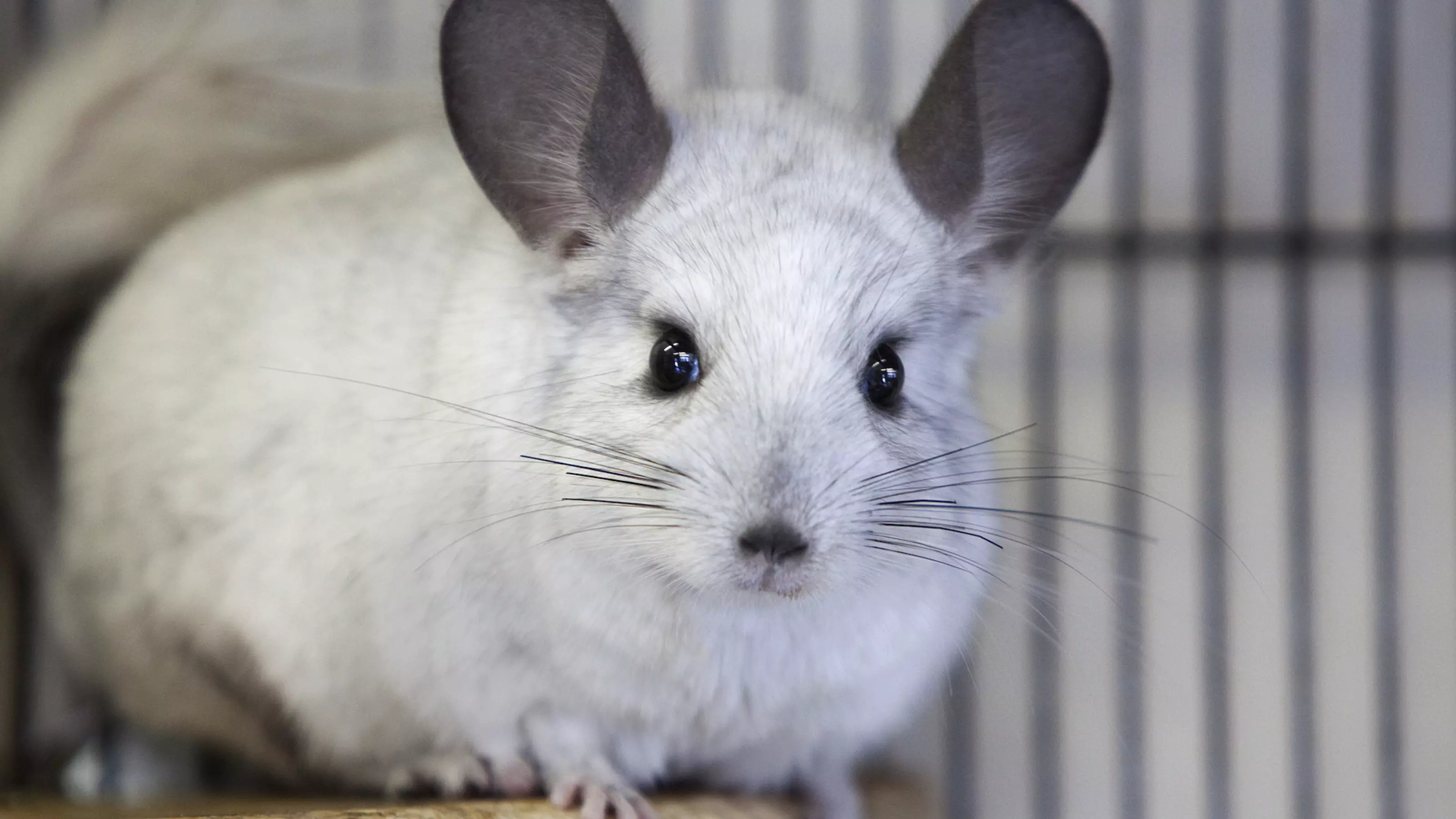 Chinchilla Hoop from Burford rehoming centre