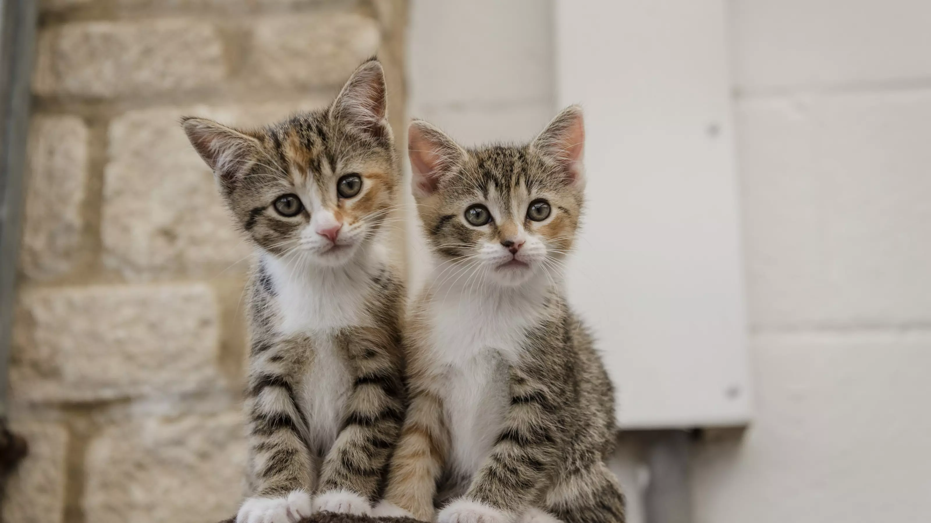 Kittens Crumpet, Croissant and Muffin from Burford rehoming centre
