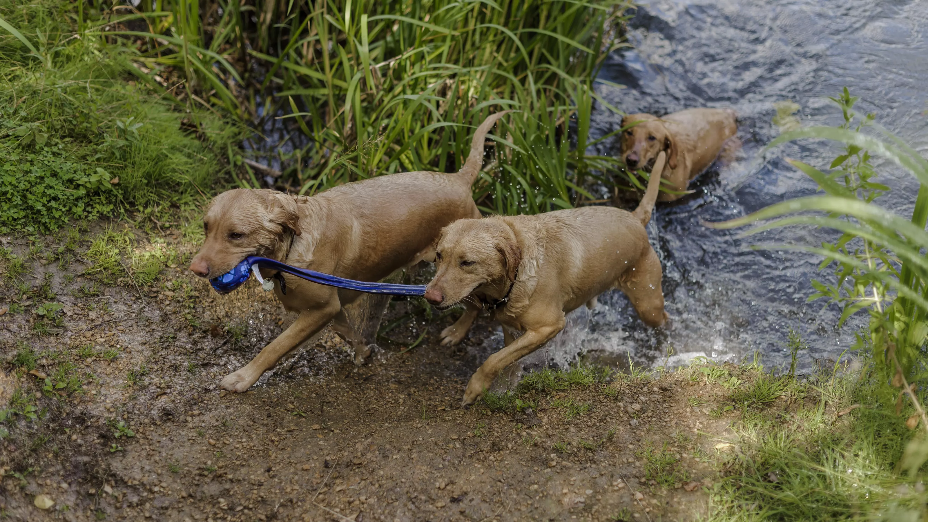 how do you get rid of intestinal worms in dogs