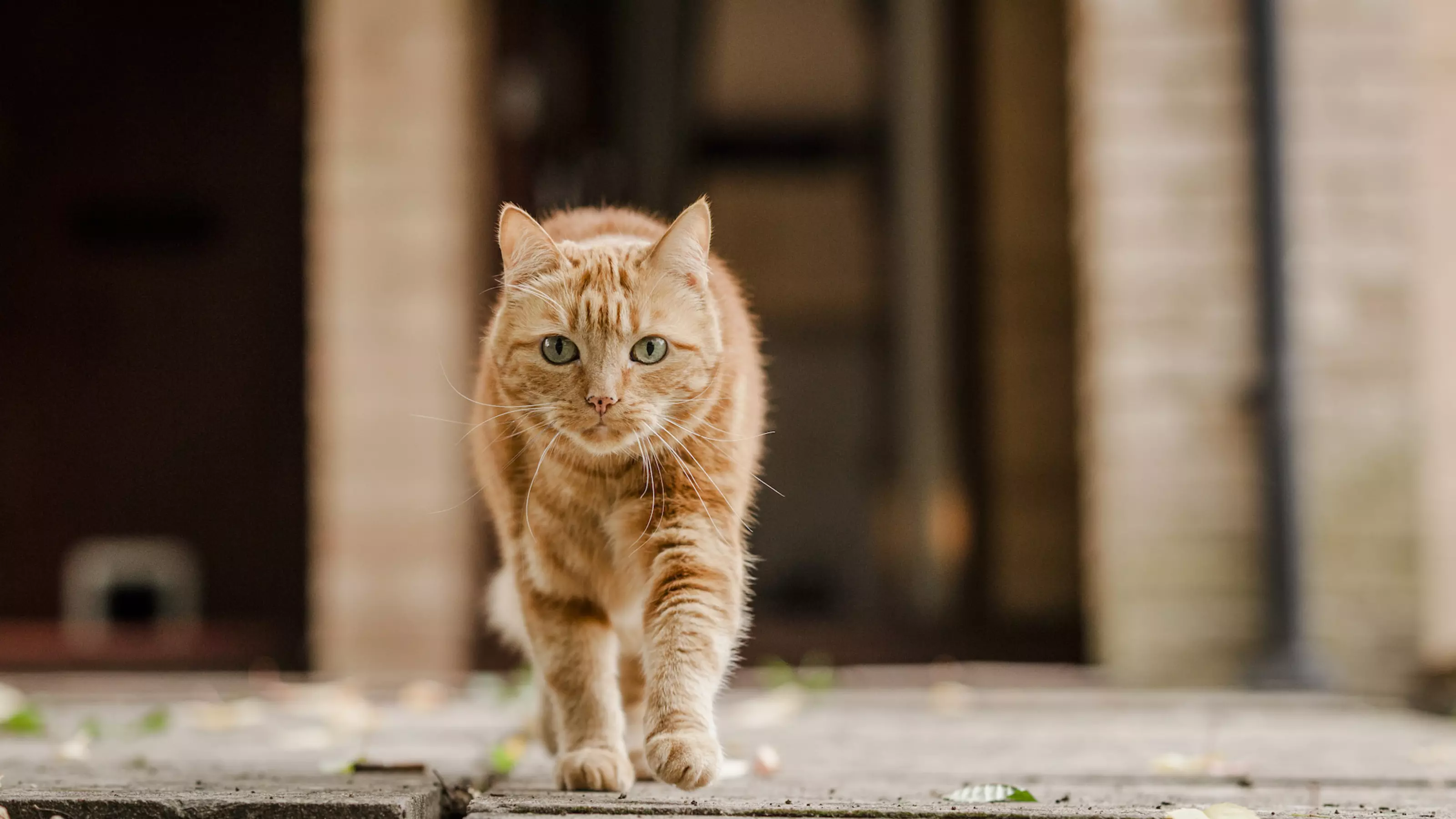 Cat Phoenix outside her home