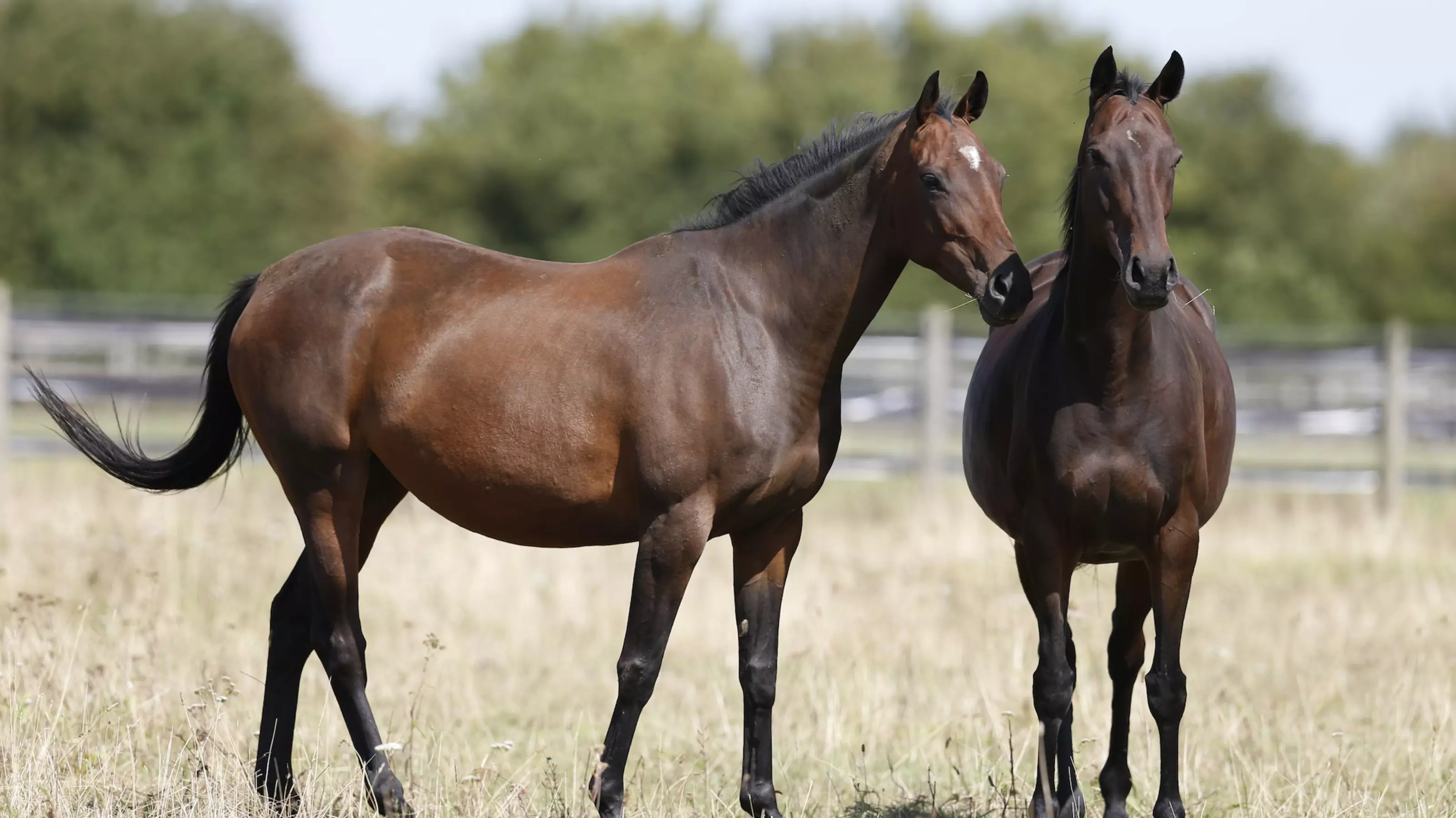 Thoroughbred horses Clover and Heather at Burford rehoming centre
