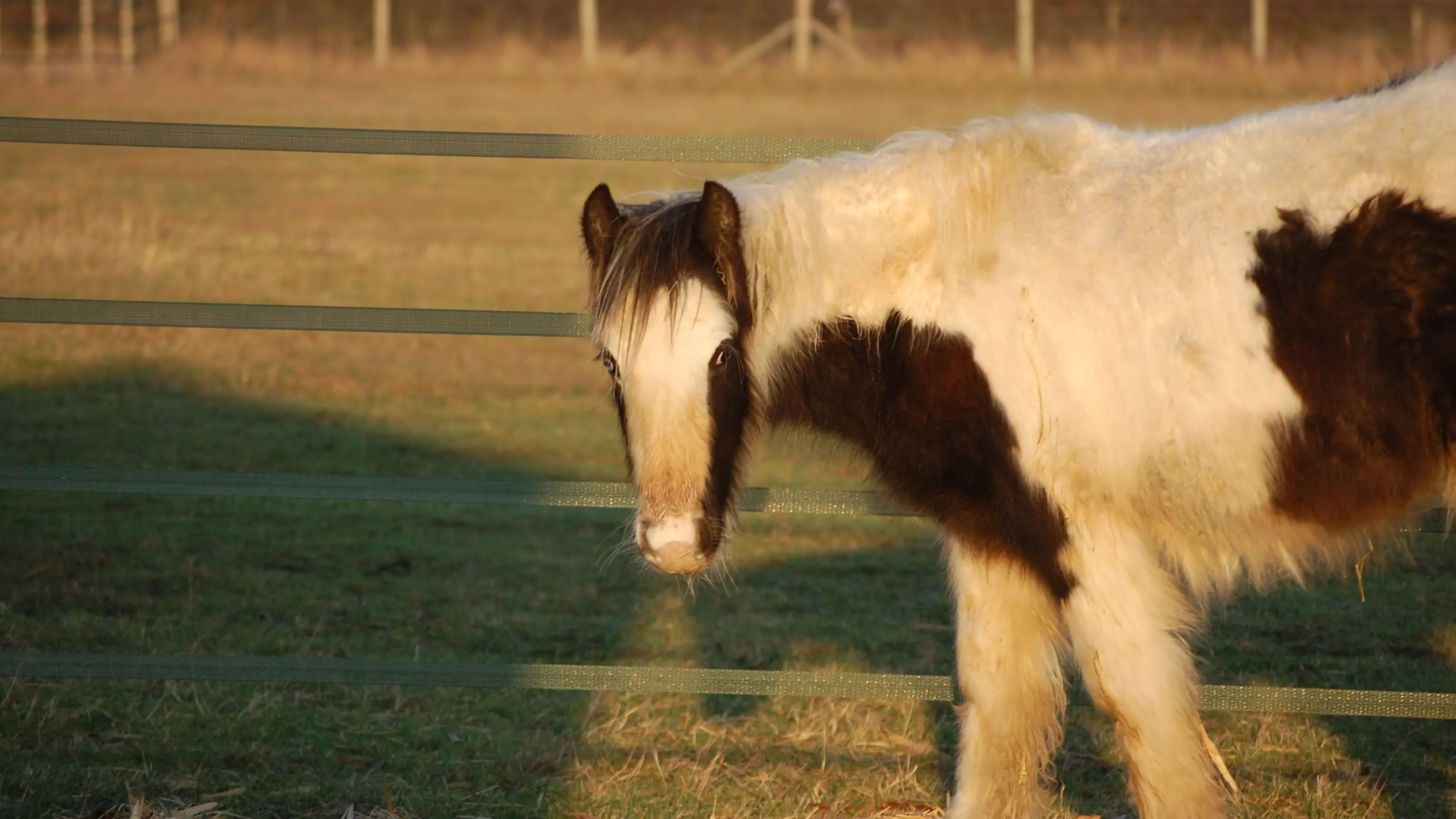 Horse Dougie from Rolleston rehoming centre