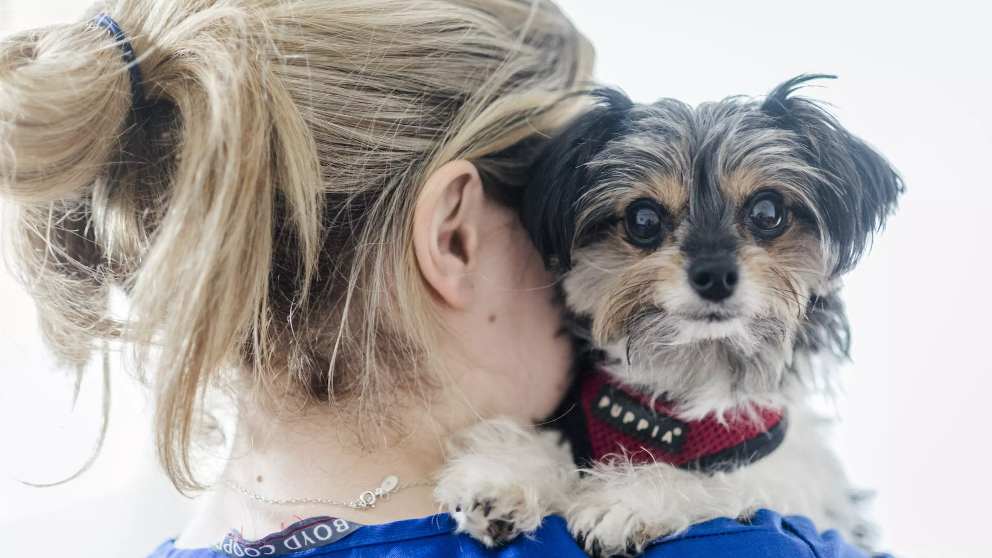 Dog Rufus with vet surgeon Caroline Watt at Merton animal hospital