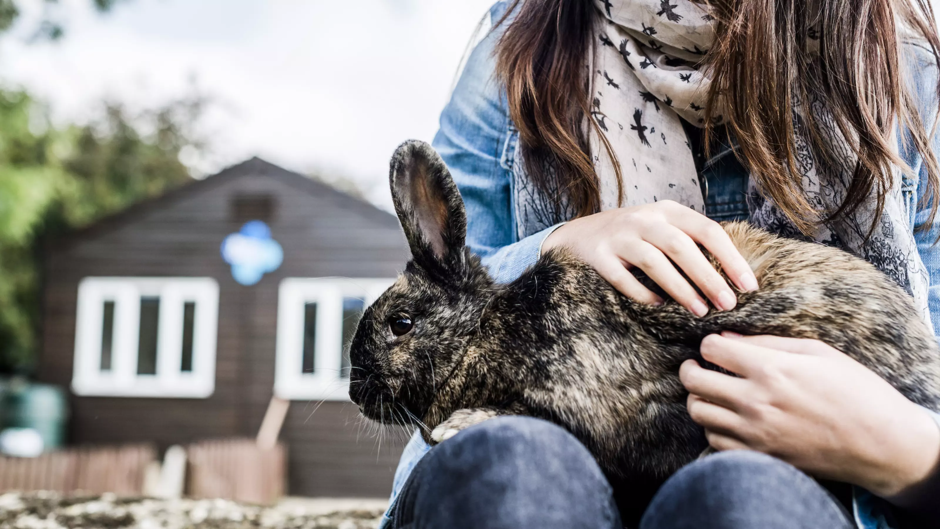 Rabbit Marble at Burford rehoming centre