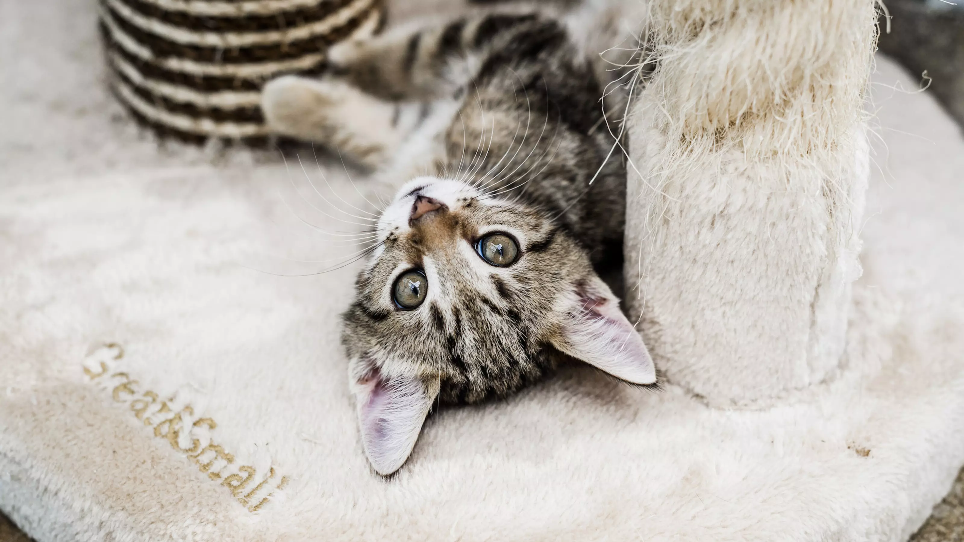 Puss Puss's kittens at Burford rehoming centre 2