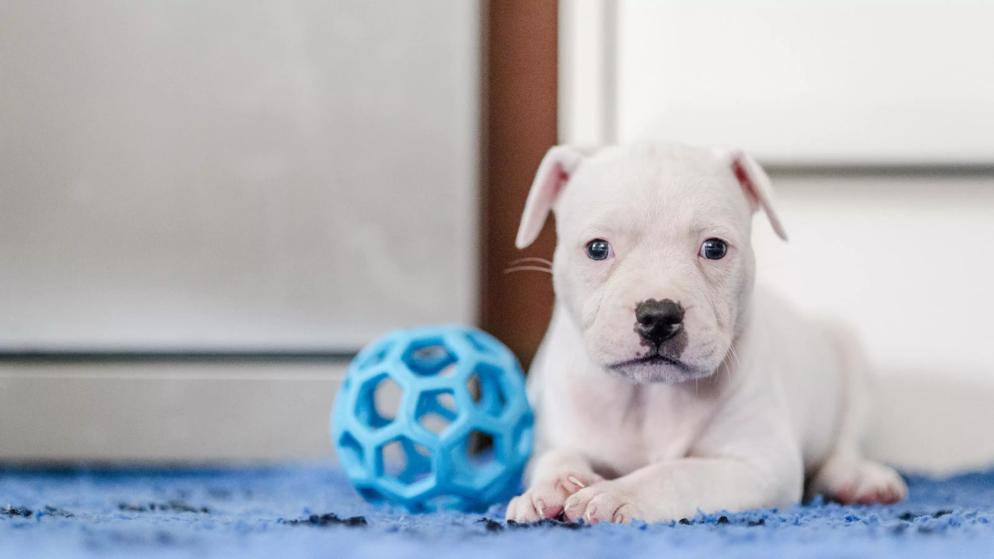 puppy training 7