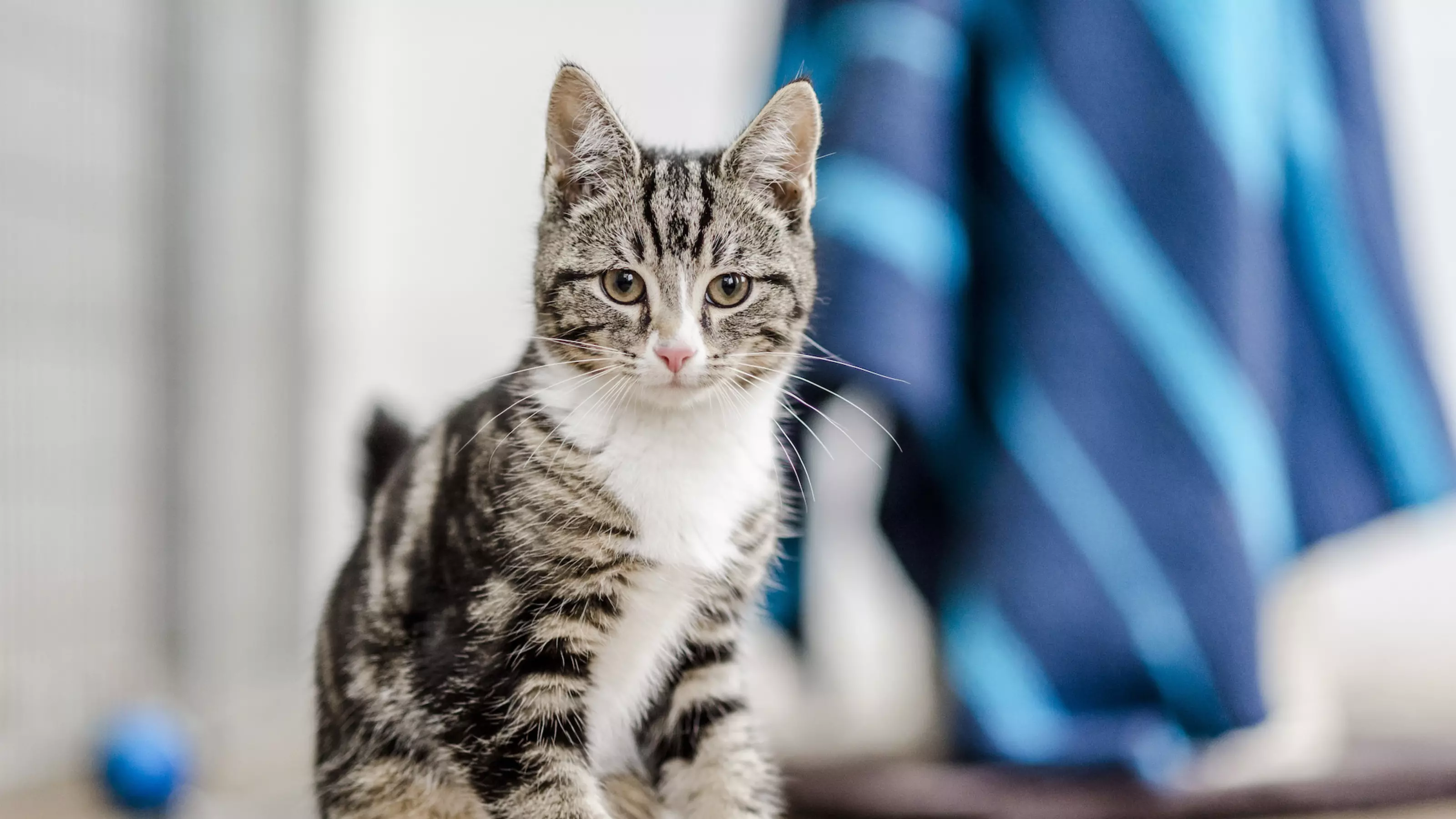 Kitten Tom at Burford rehoming centre