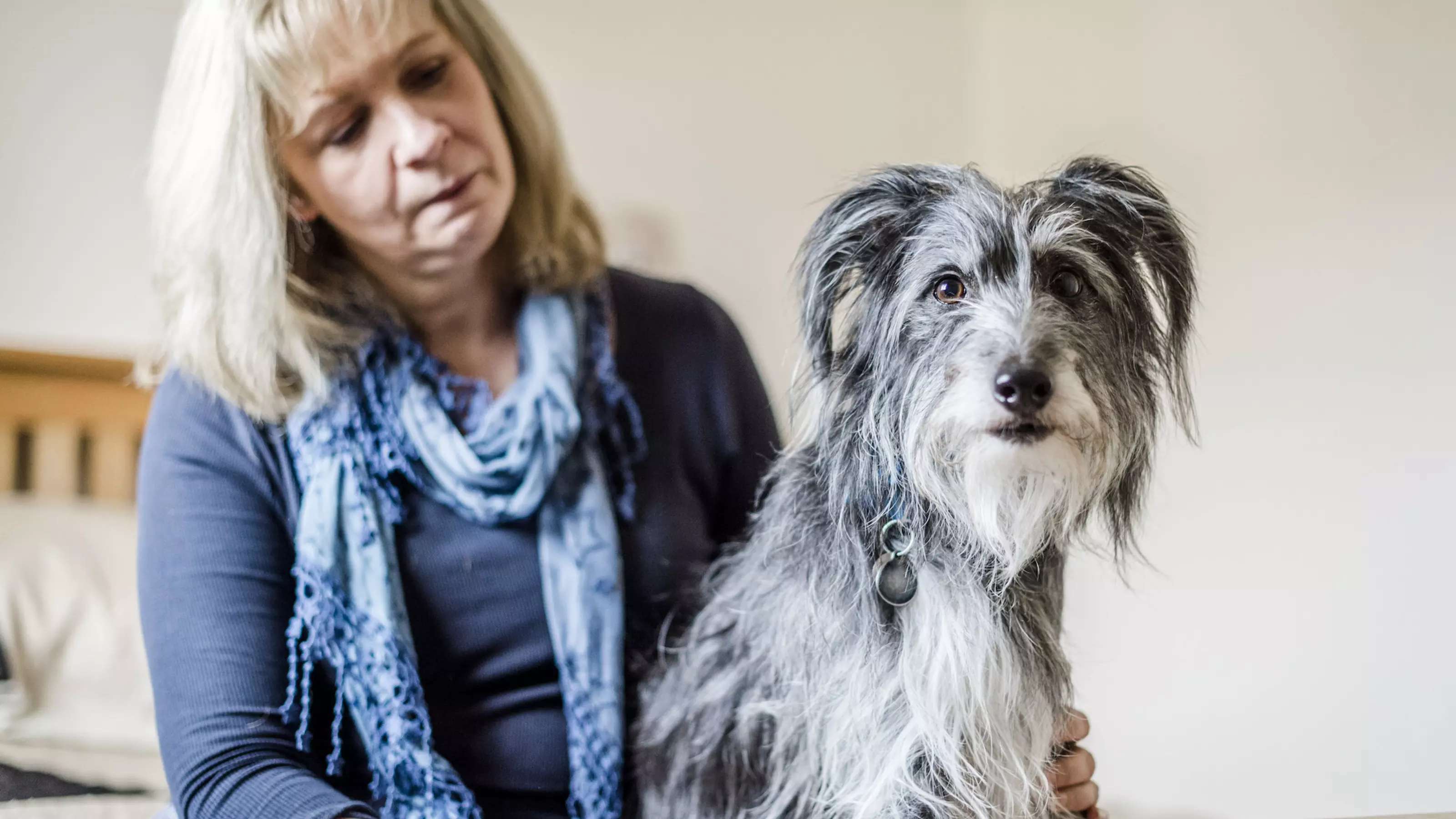 Euthanasia and how To Say Goodbye To Your Dog Blue Cross