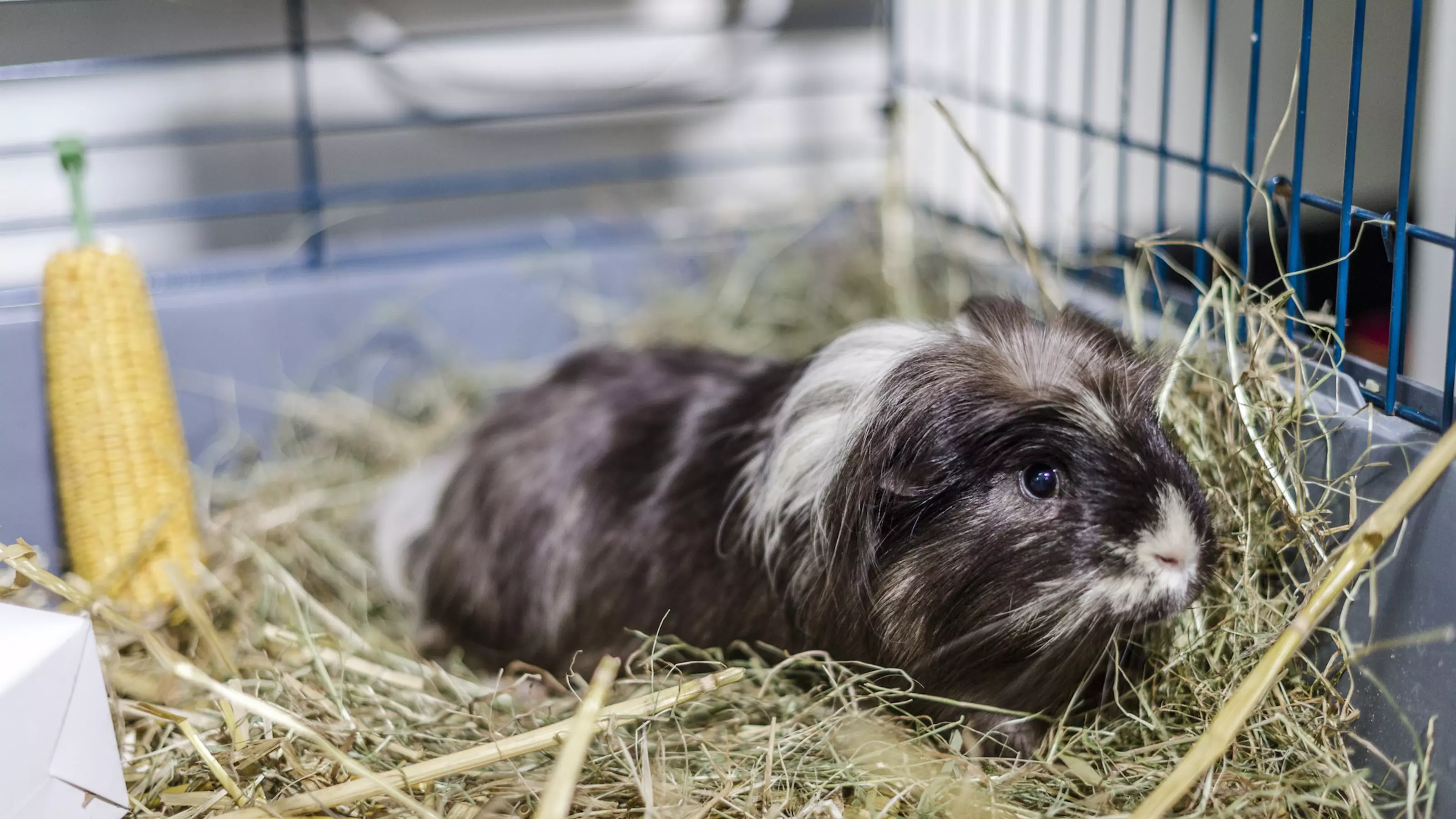 Guinea pig sitting in straw