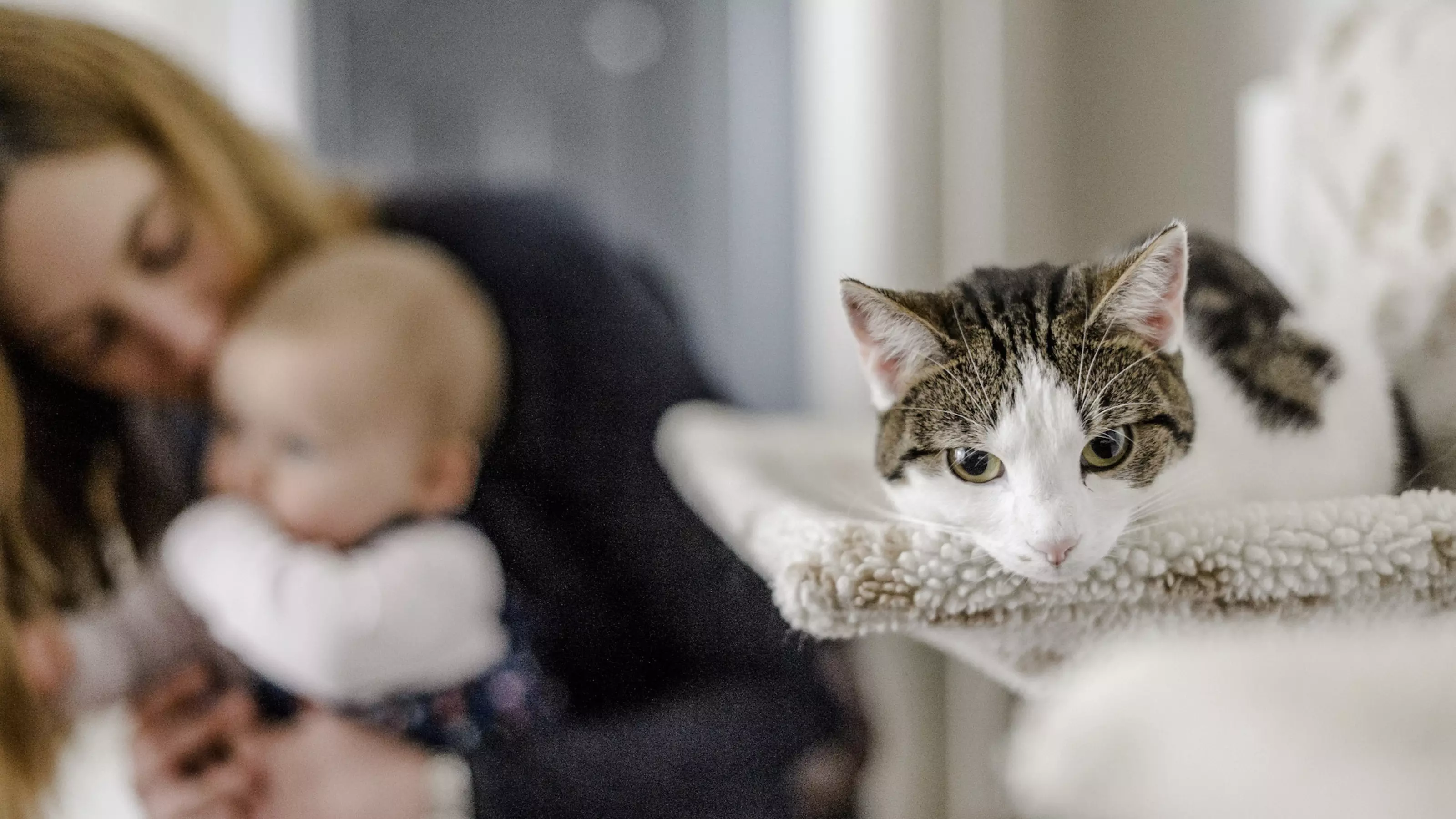 Cats Flo and Ivy in their new home