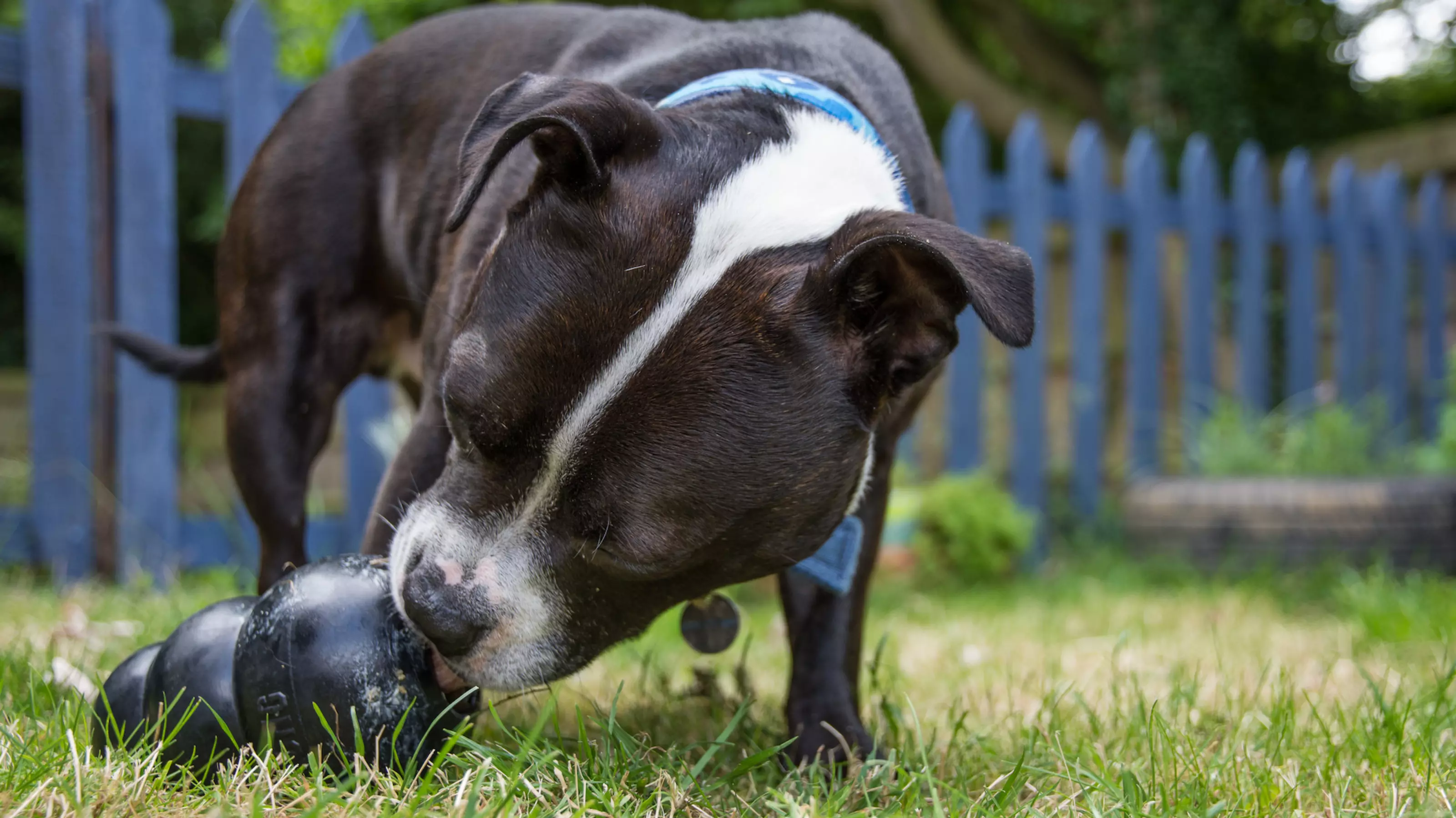 dog with kong