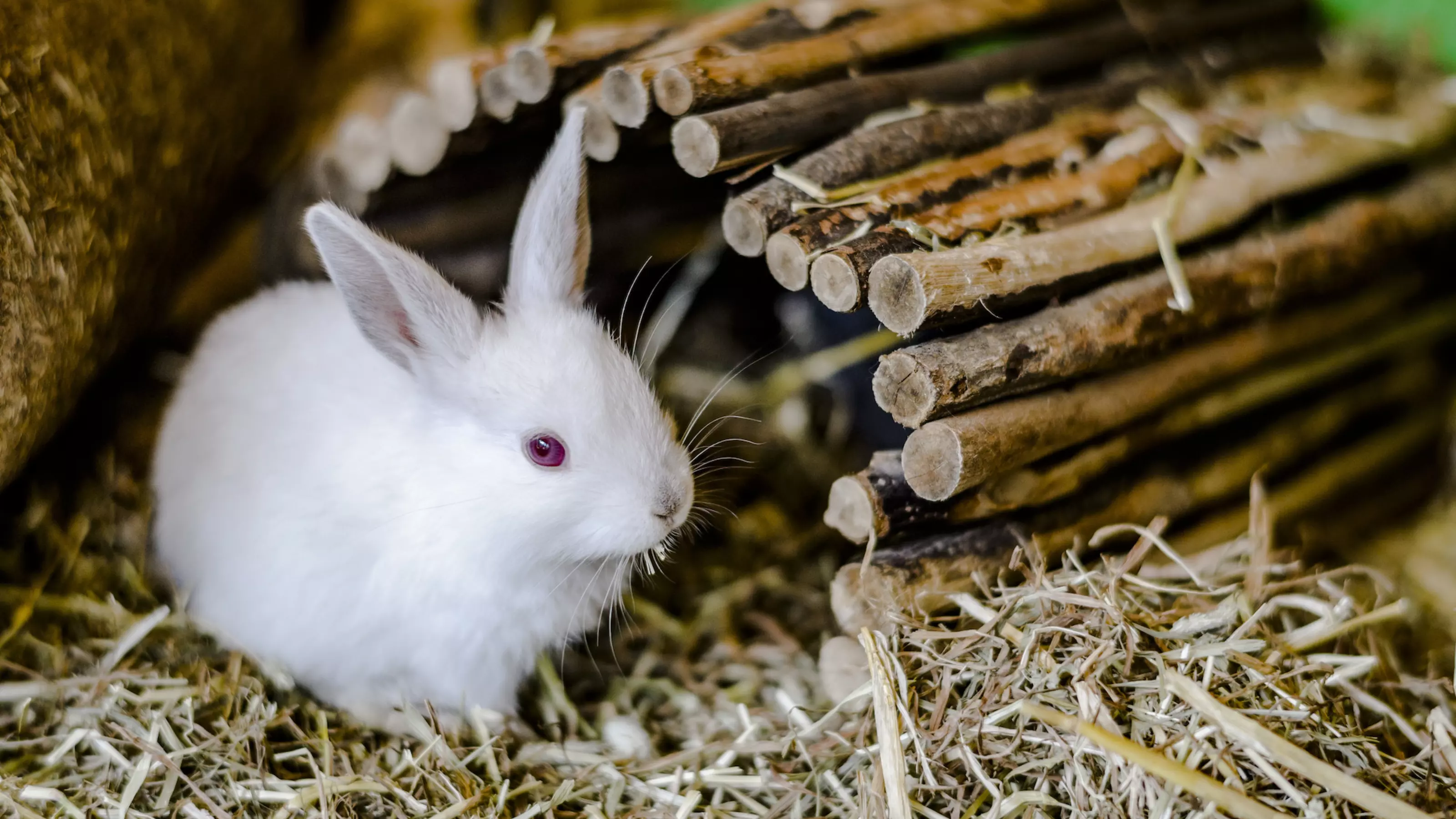Rabbit sitting in straw ready for winter