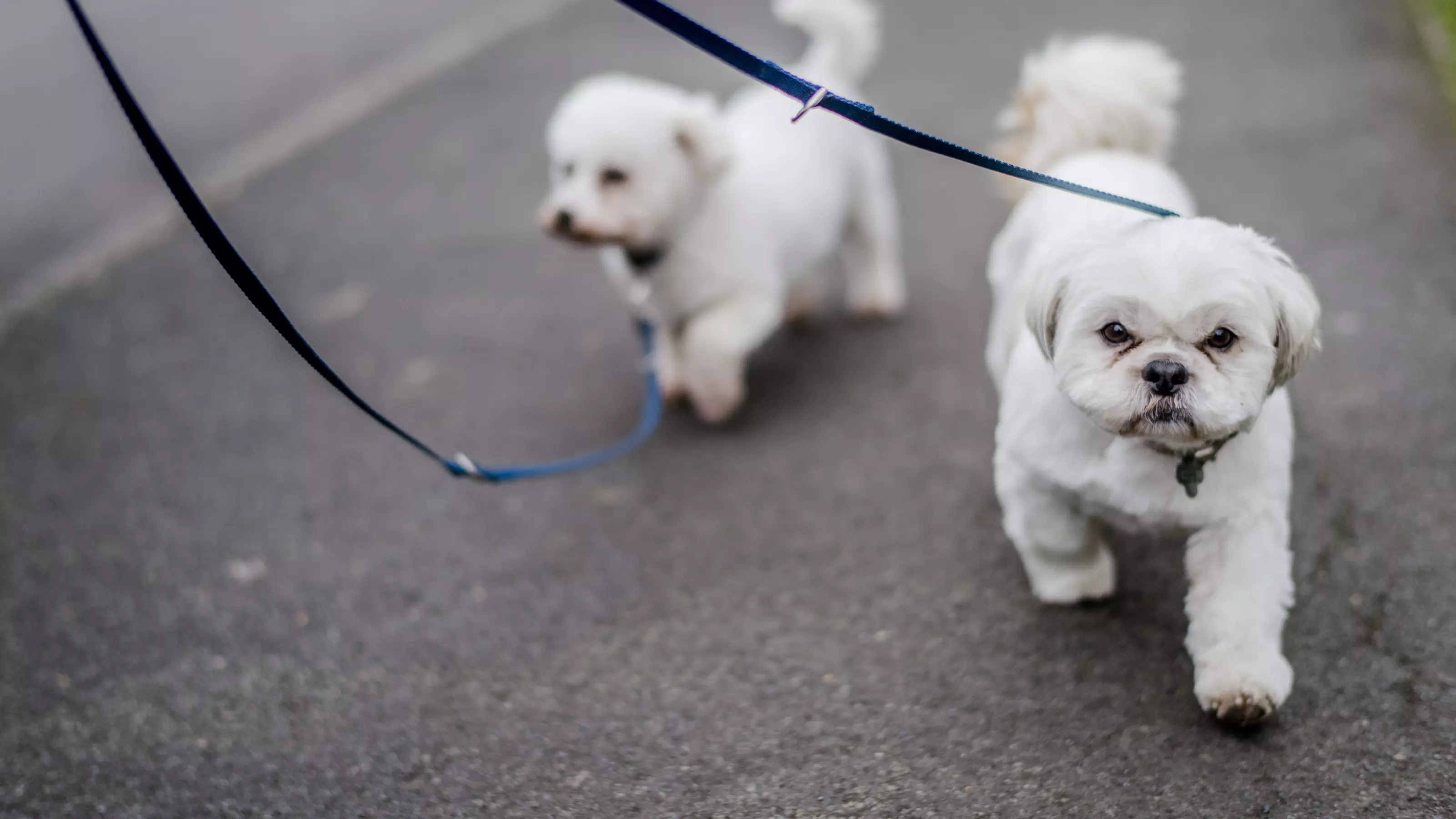 Doris and Edna out walking