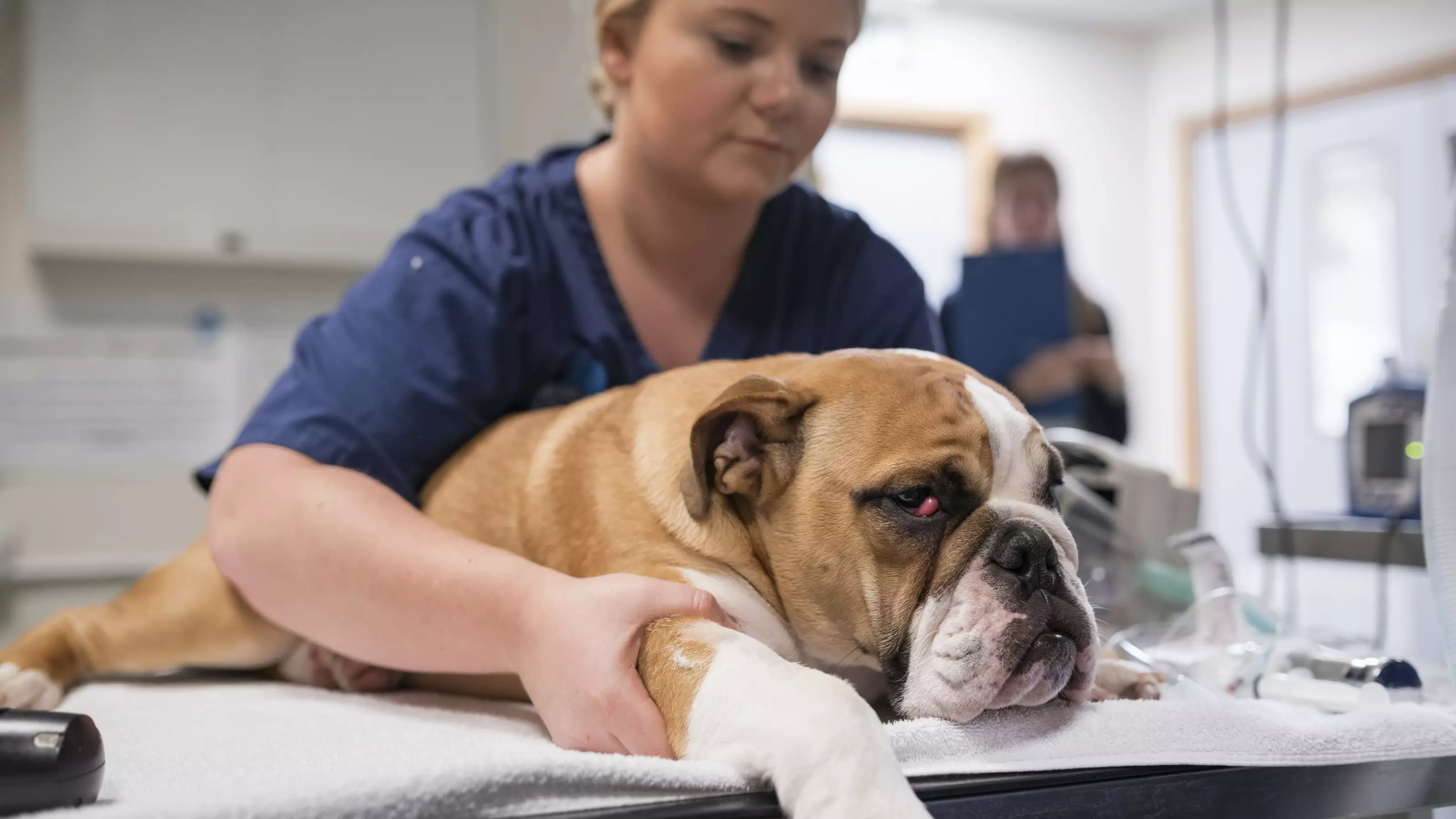 Frank prep surgery