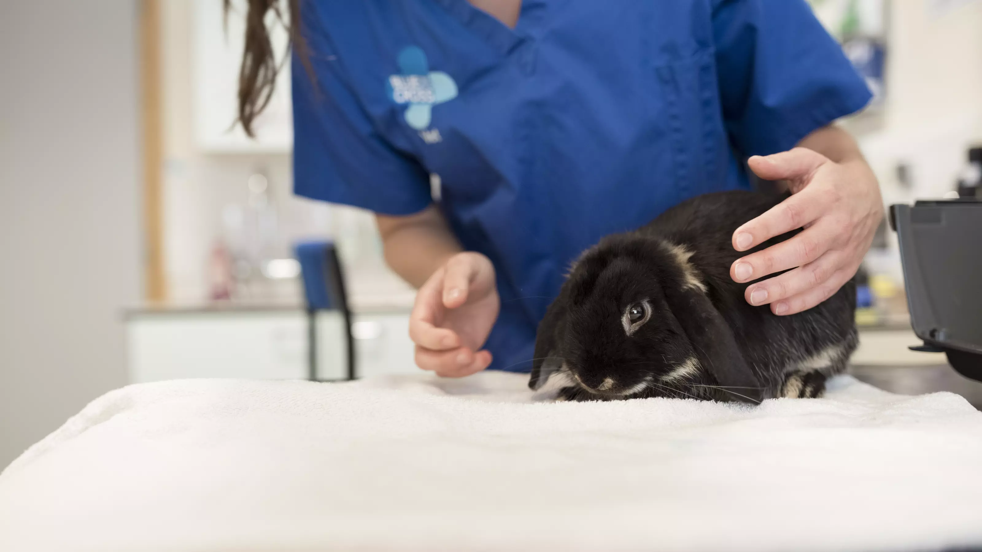 rabbit a&E