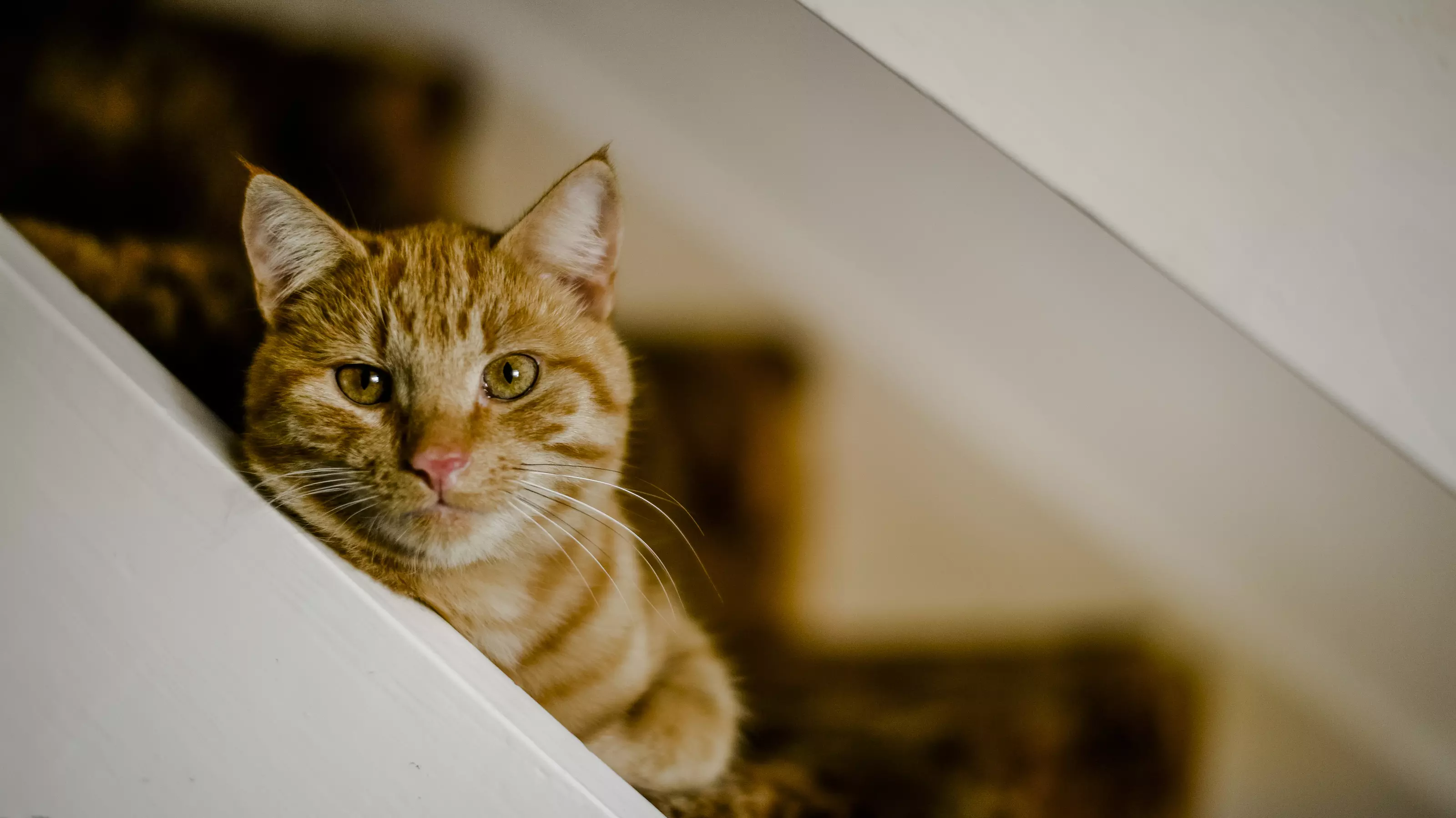 Cat on the stairs