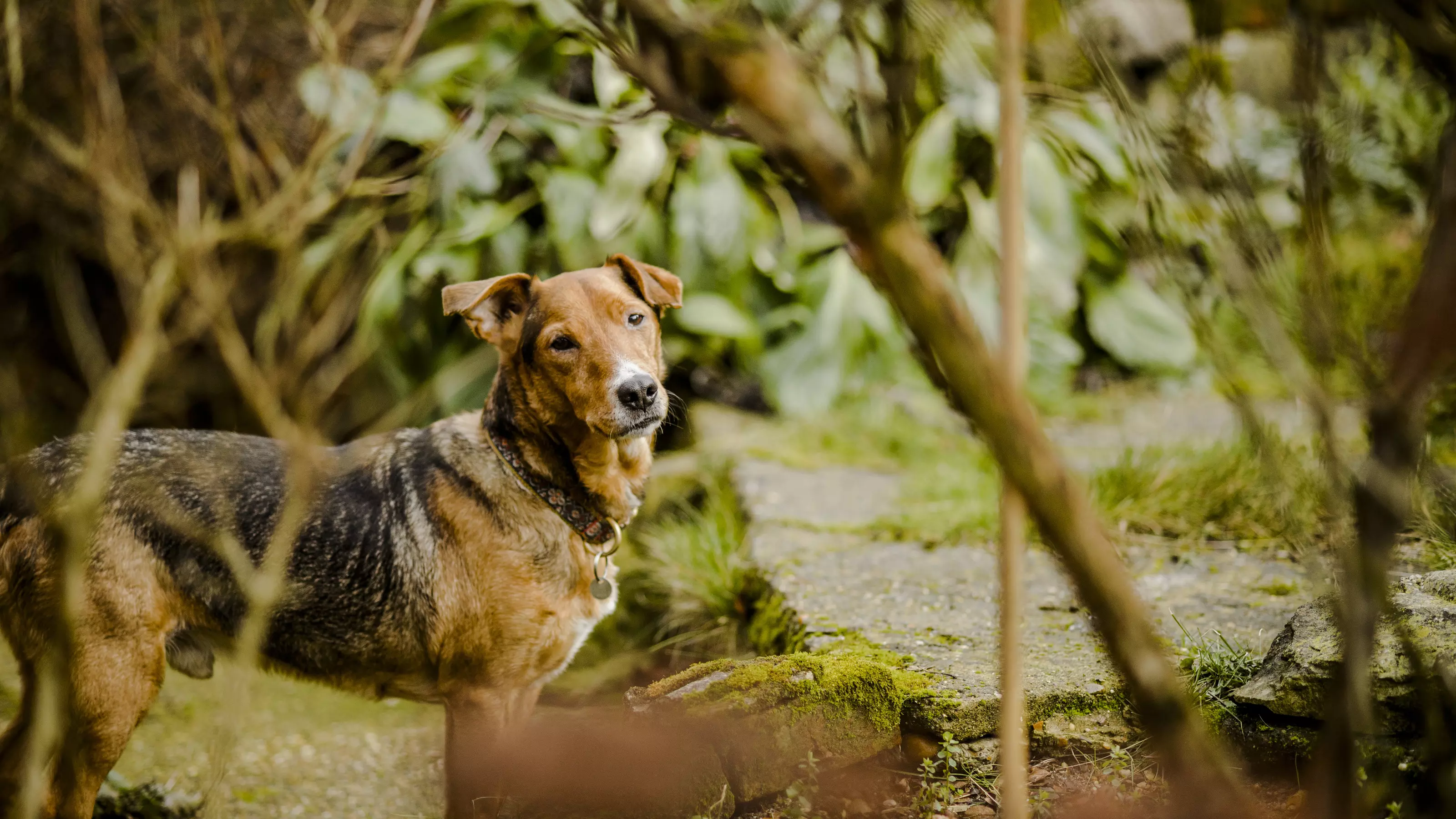 Dog in the woods