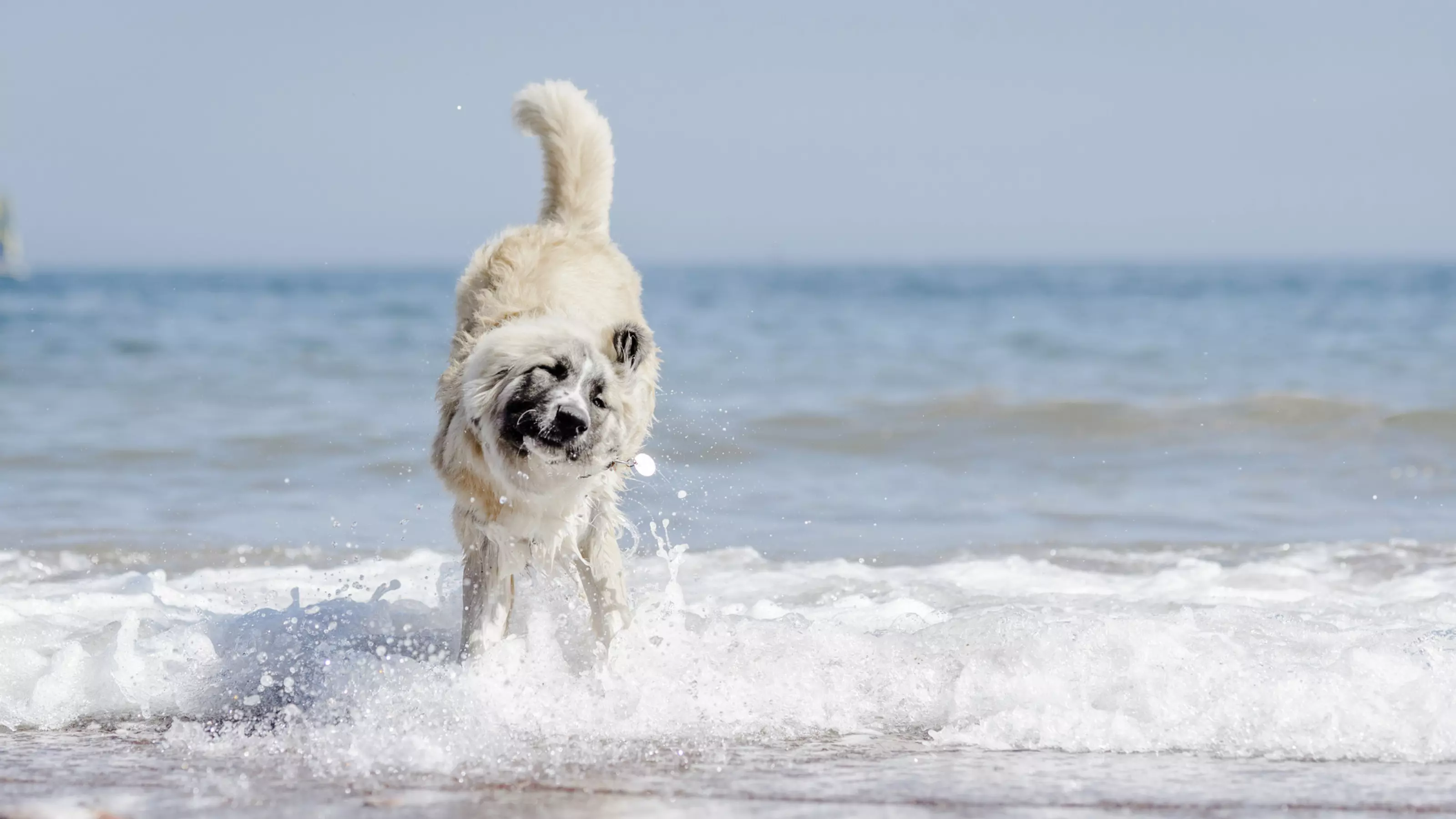 dog at beach
