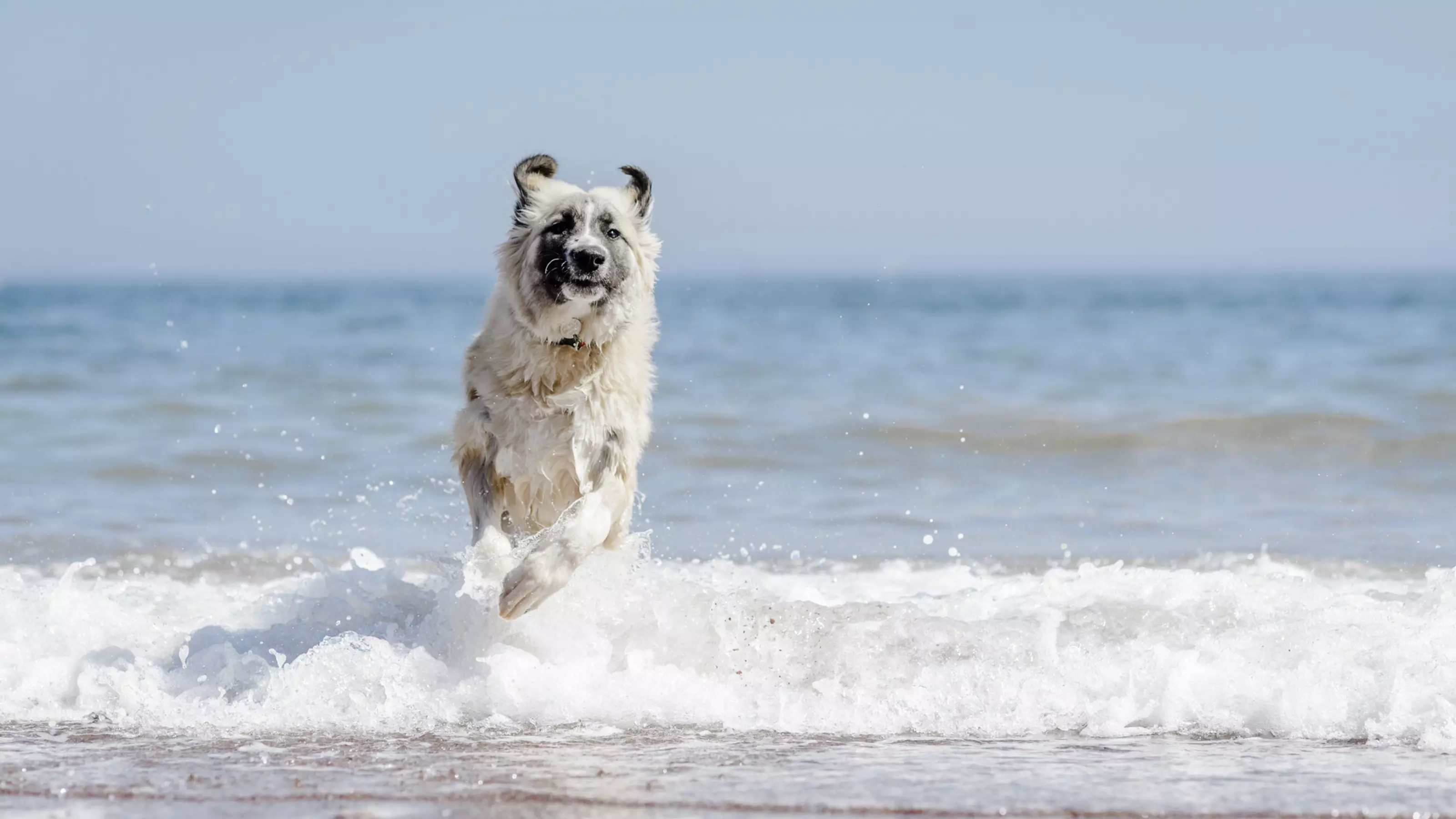 Dog running through the waves on the beach
