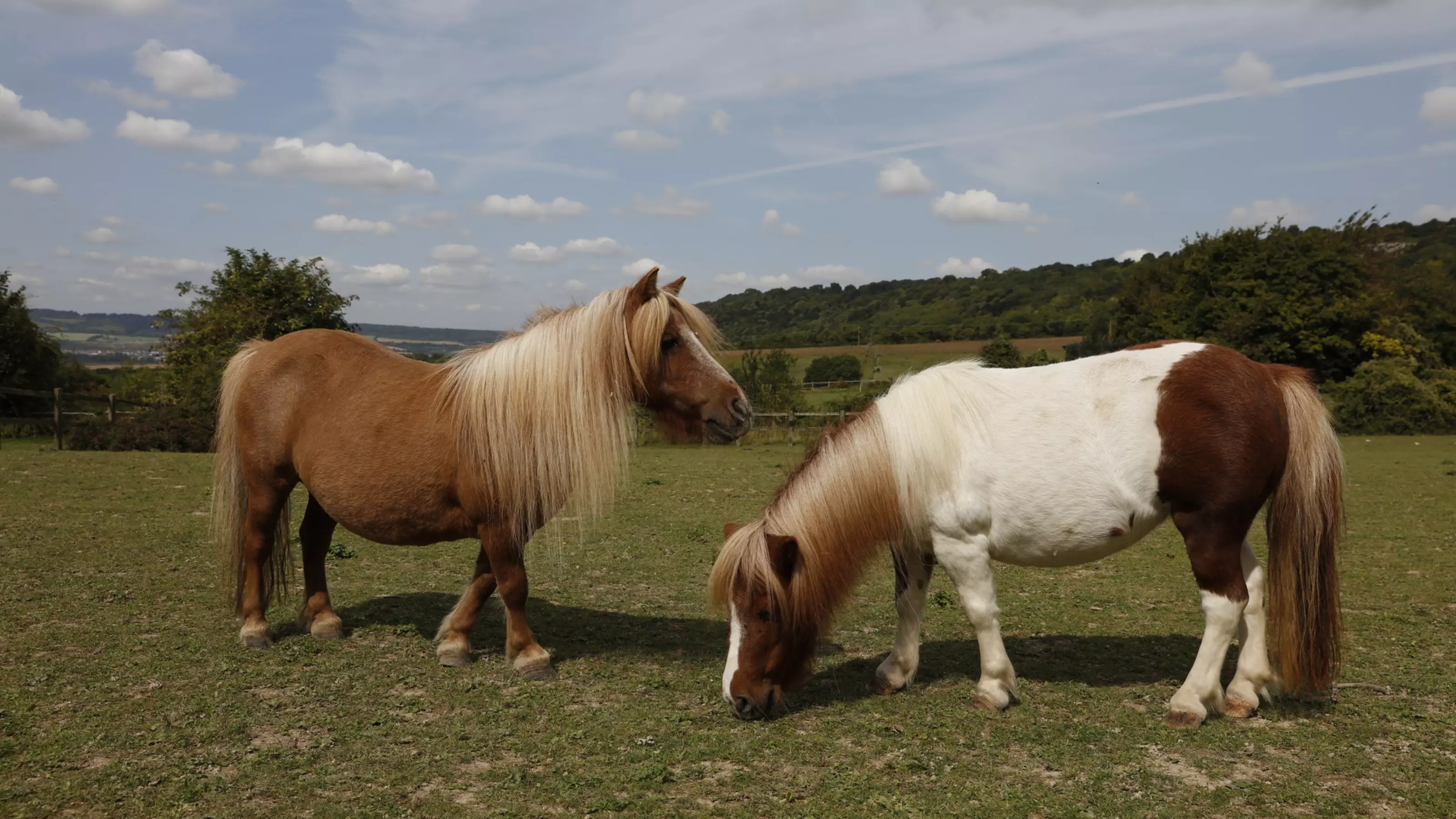 Maggie and Rose grazing in the field where they live in Kent
