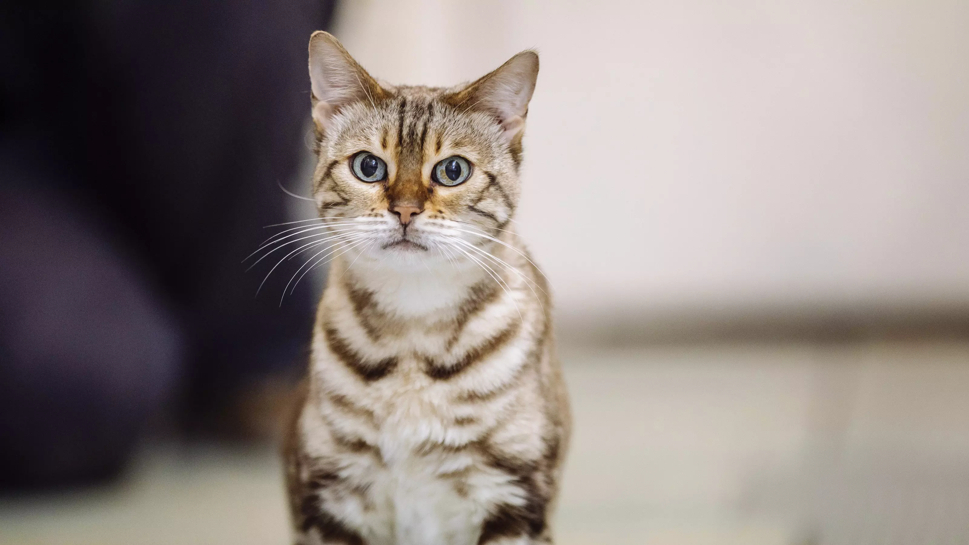 Bengal cat looking at camera