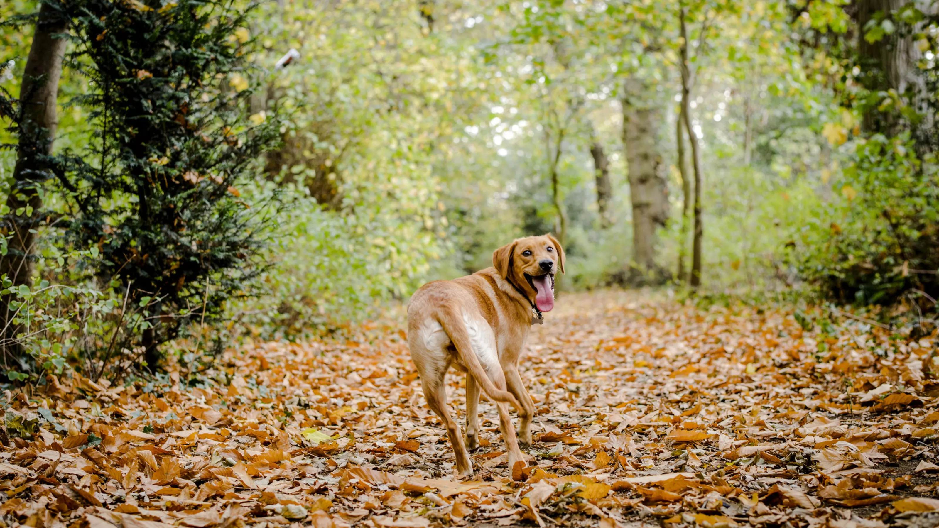 Poppy enjoying a walk through woodland