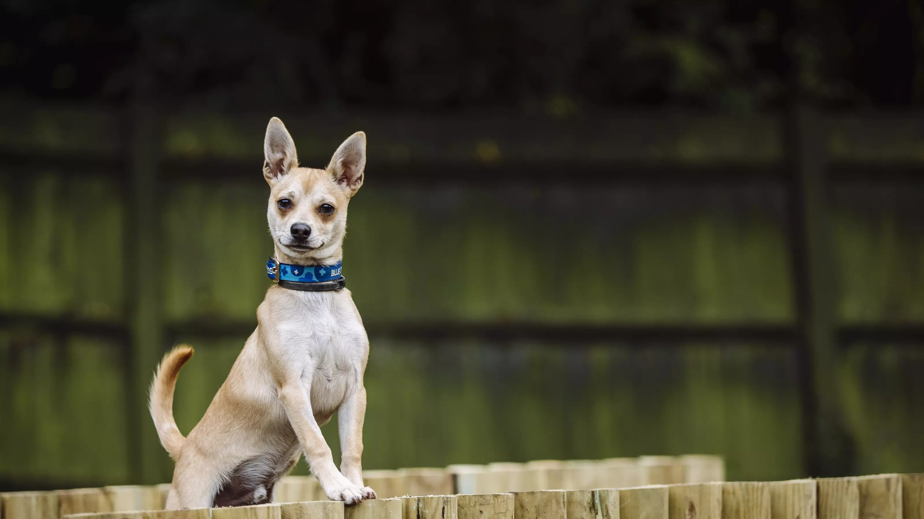 Chihuahua - Toy breed