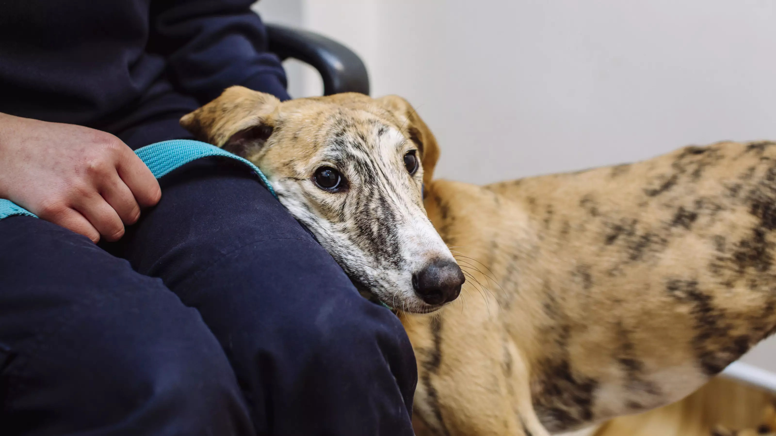 lurcher leaning on person