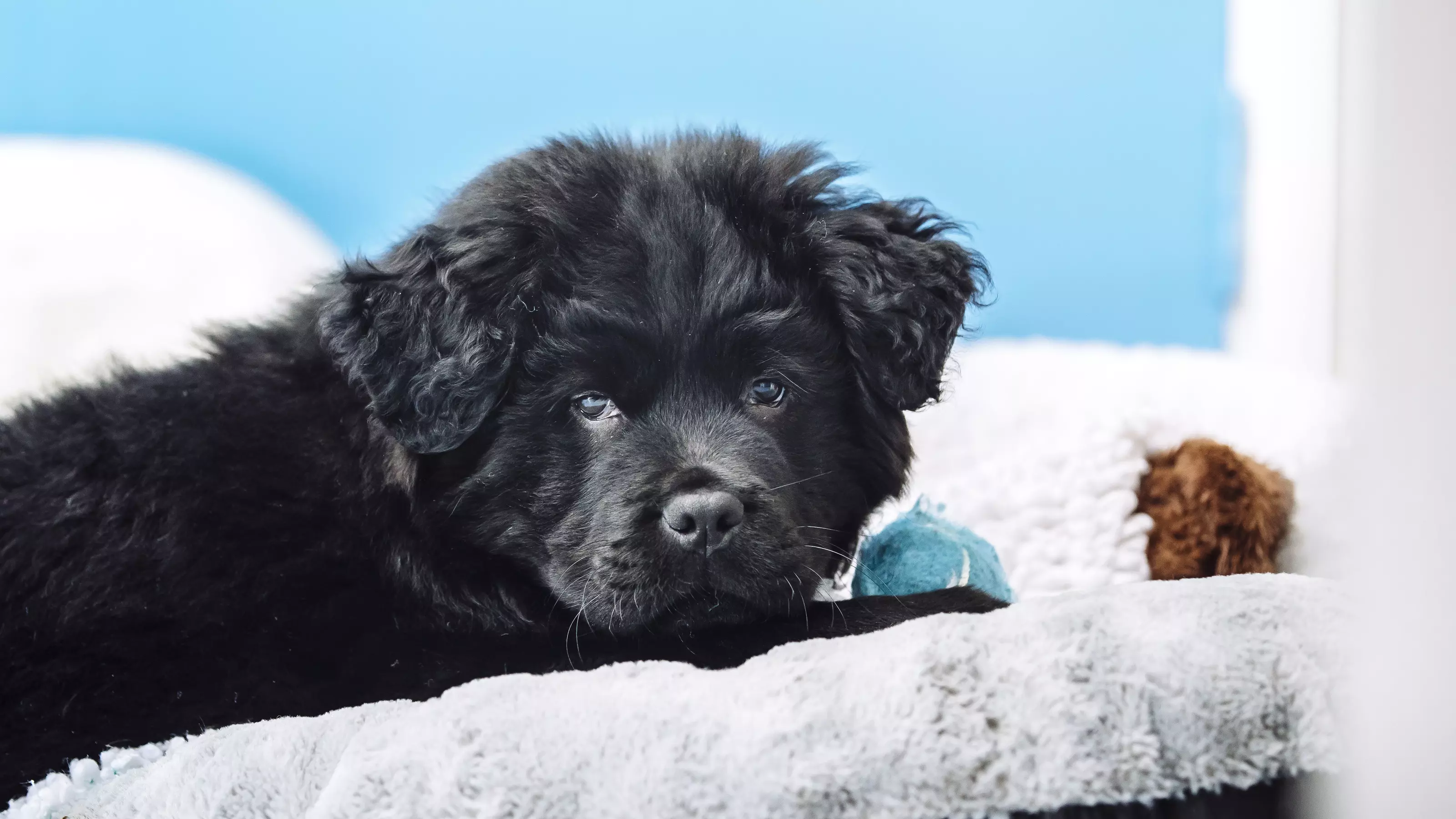 Puppy at night time