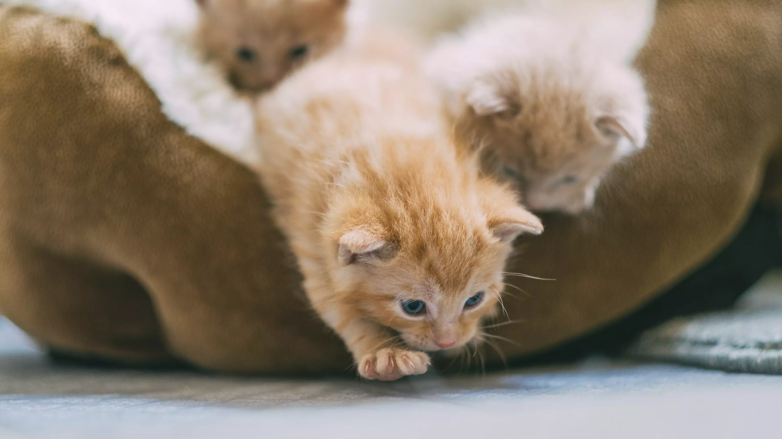 How Long Do Cats Live: Unveiling the Feline Lifespan Secrets