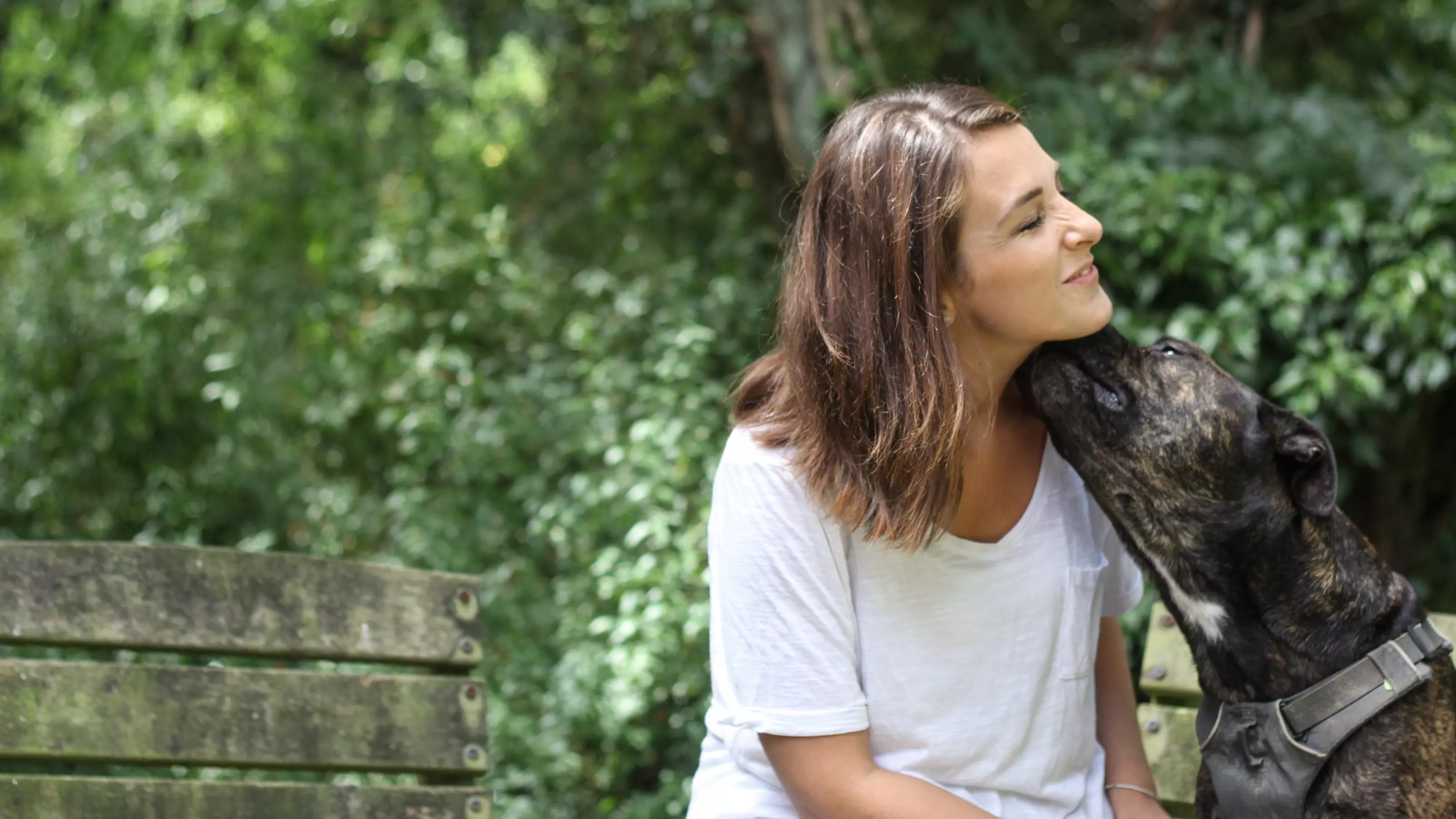 Dog licking person
