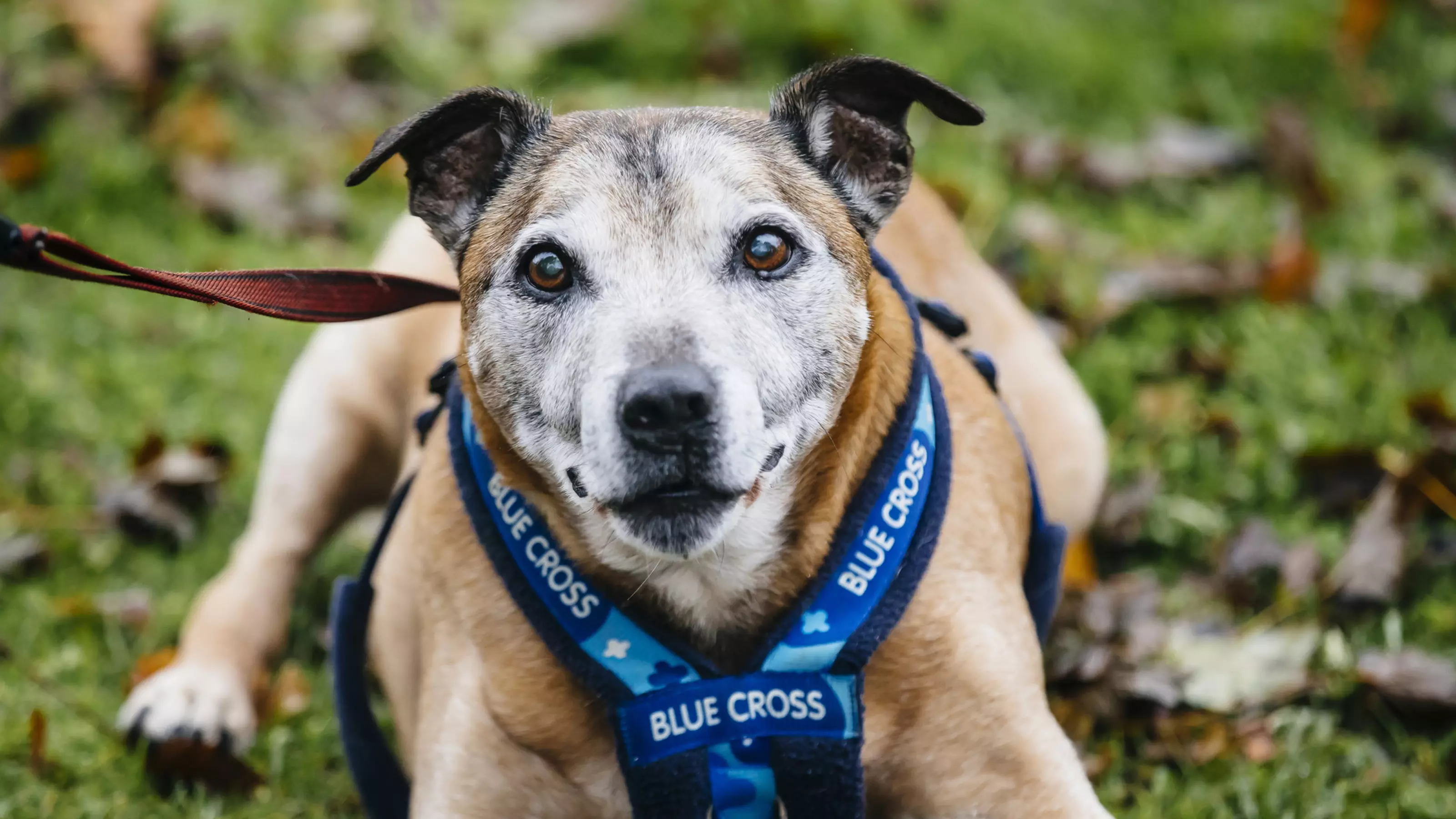 Staffordshire bull terrier in Blue Cross harness