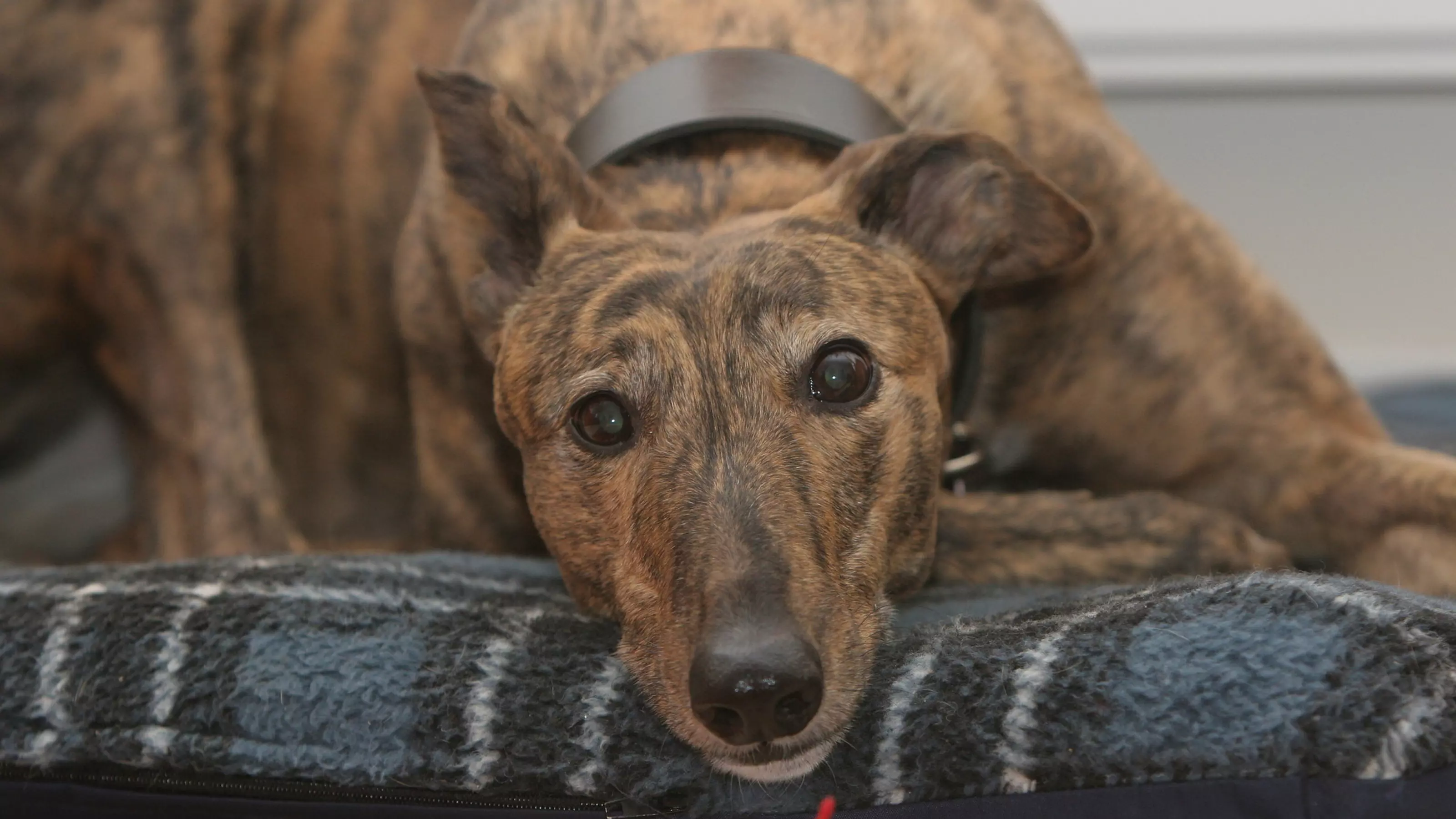 Lady, the brindled greyhound adopted by Jane Williamson