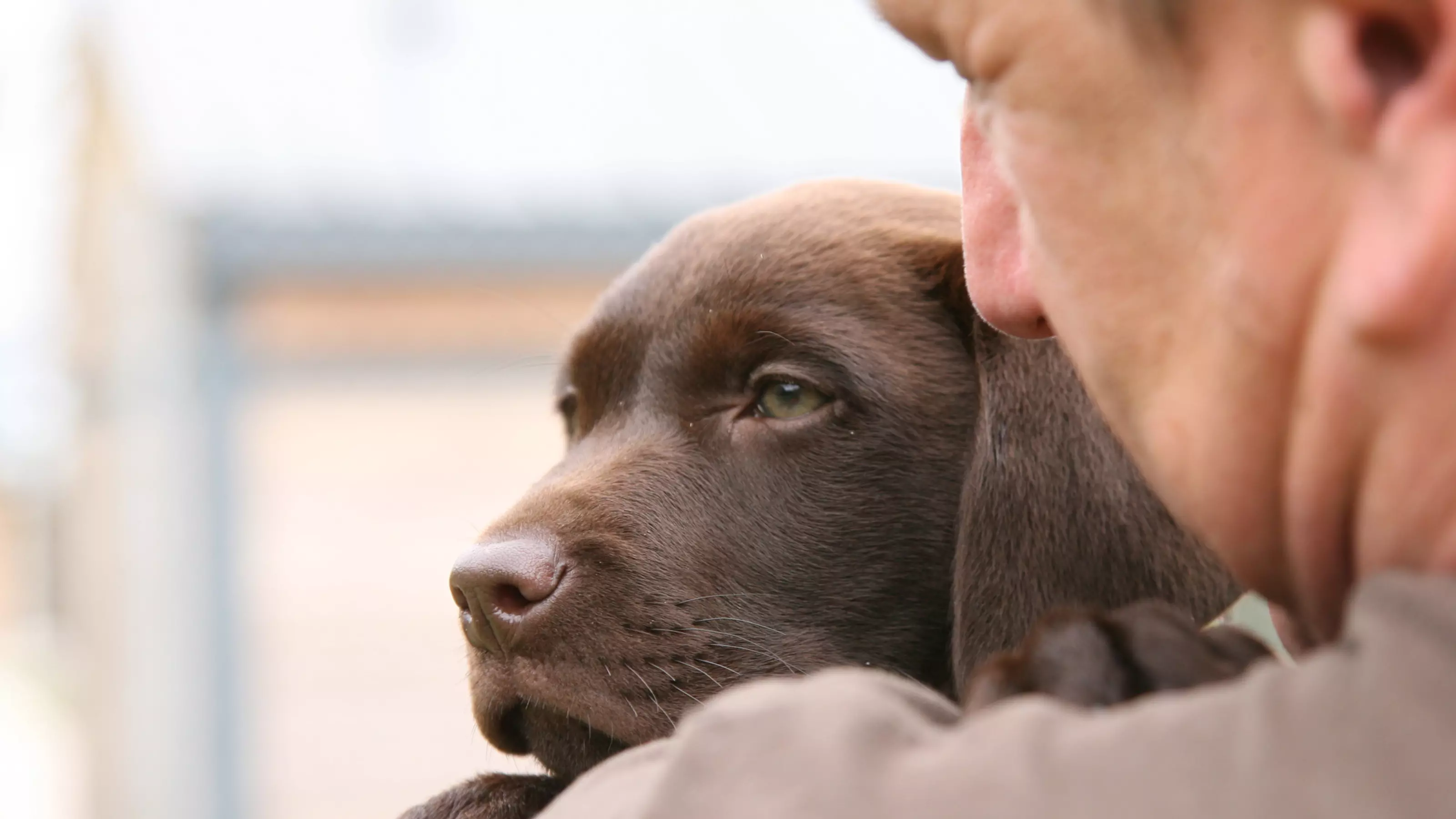 Dave Thomas holding ten-week-old chocolate brown labrador Marley