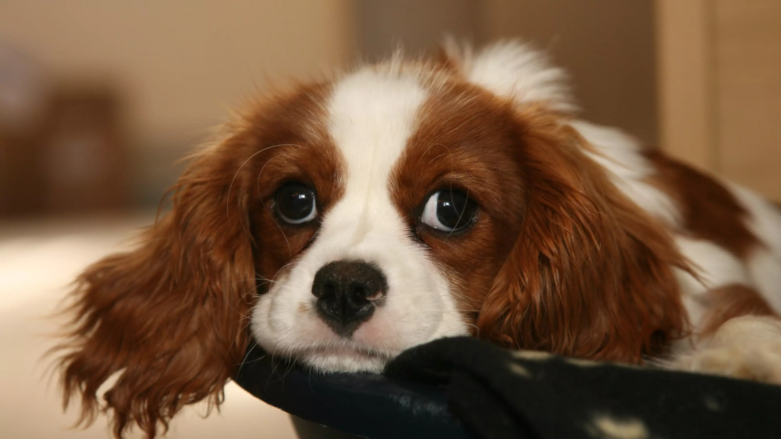 Canine epilepsy