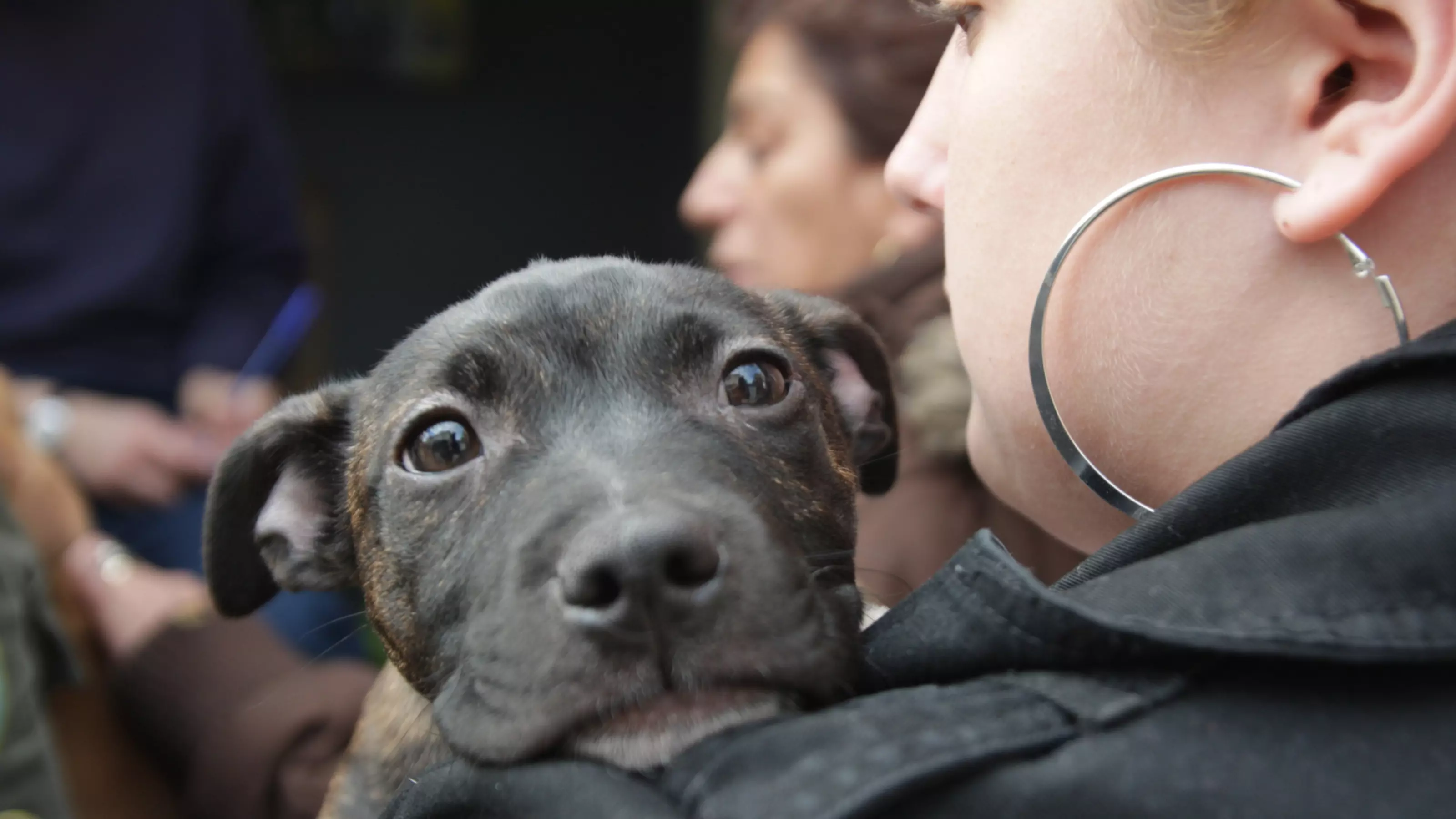 Koula Shannon's 13-week-old Staffordshire Bull Terrier puppy Missy Elliot