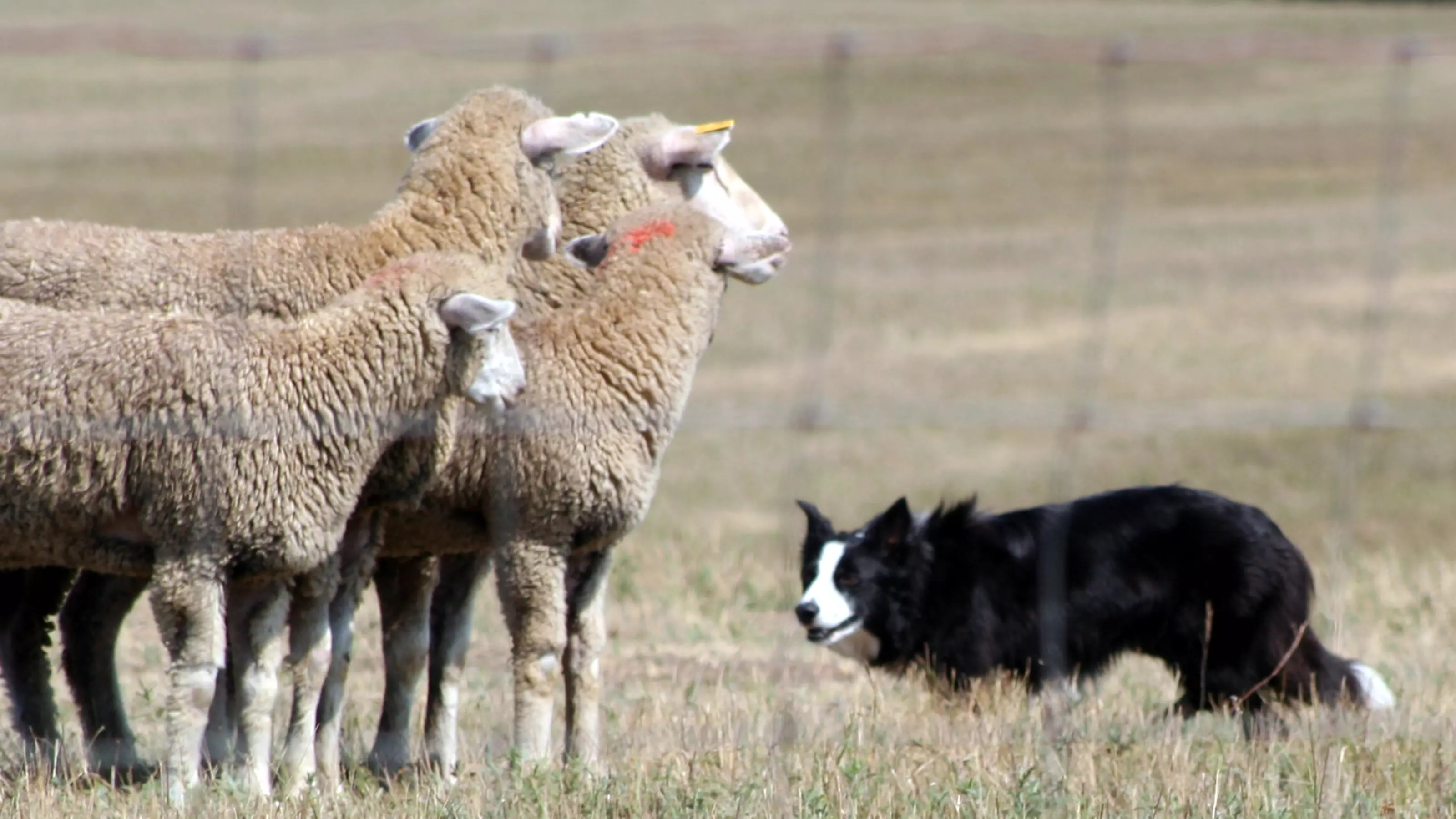 A black and white border collie herds a flock of sheep. Photo by C. MacMillan